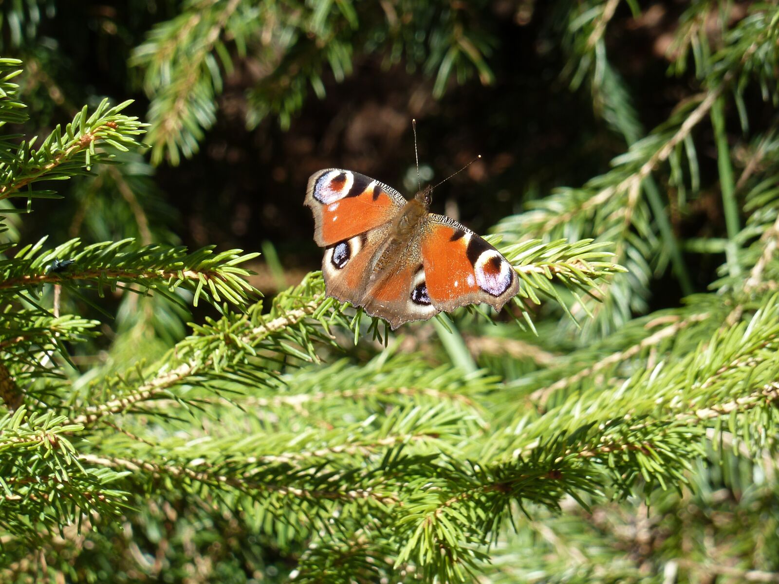 Panasonic Lumix DMC-ZS7 (Lumix DMC-TZ10) sample photo. Butterfly, green, insect photography