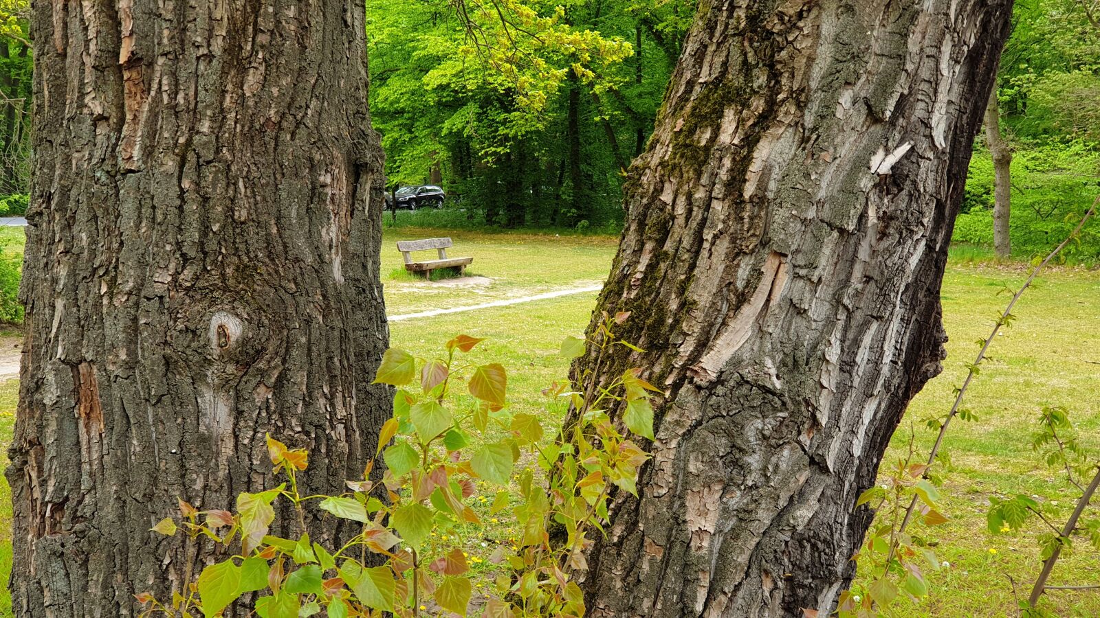 Samsung Galaxy Note9 sample photo. Calmness, spring, trees photography
