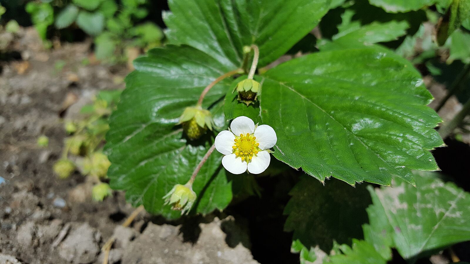 Samsung Galaxy S6 sample photo. Strawberry flower, strawberry, strawberries photography