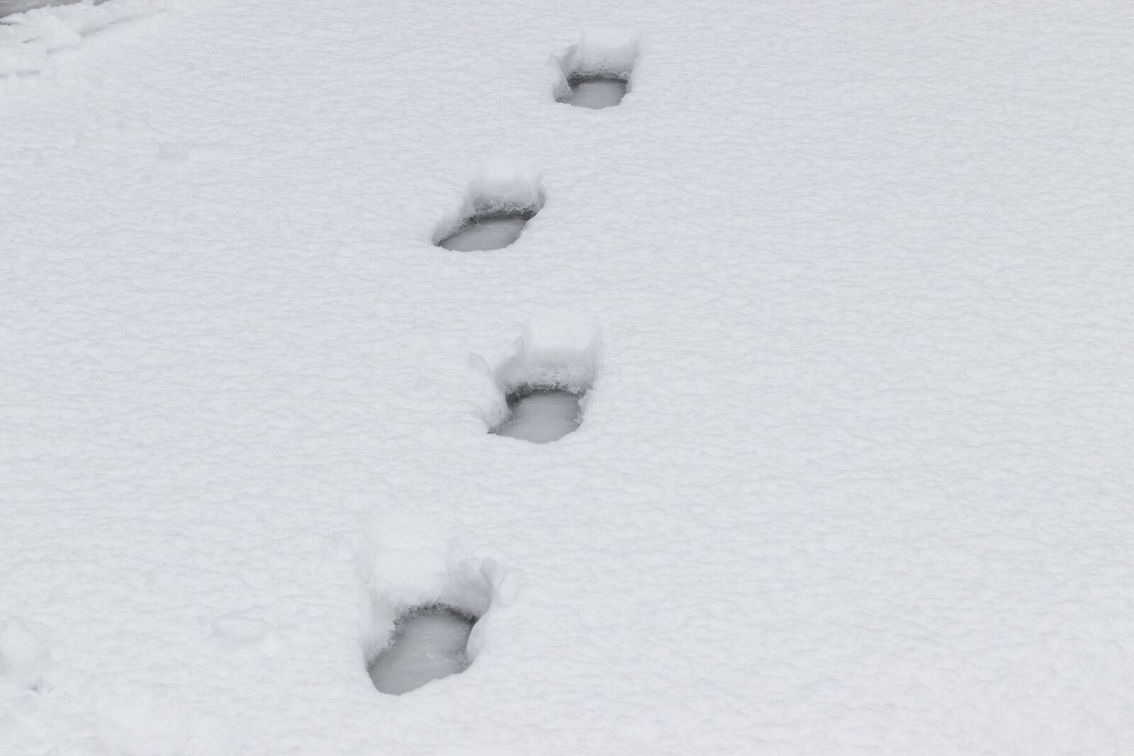 Canon EF 70-200mm F2.8L USM sample photo. Snow, winter, footprint photography