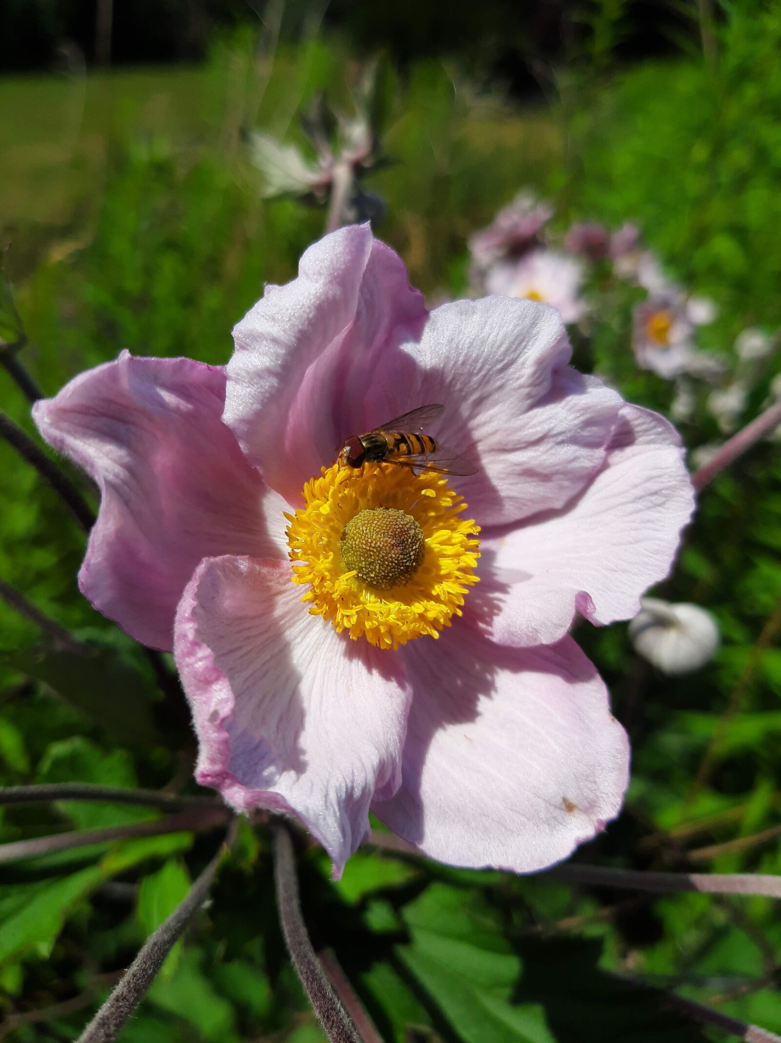 Samsung Galaxy A50 sample photo. Bee, flower, yellow photography