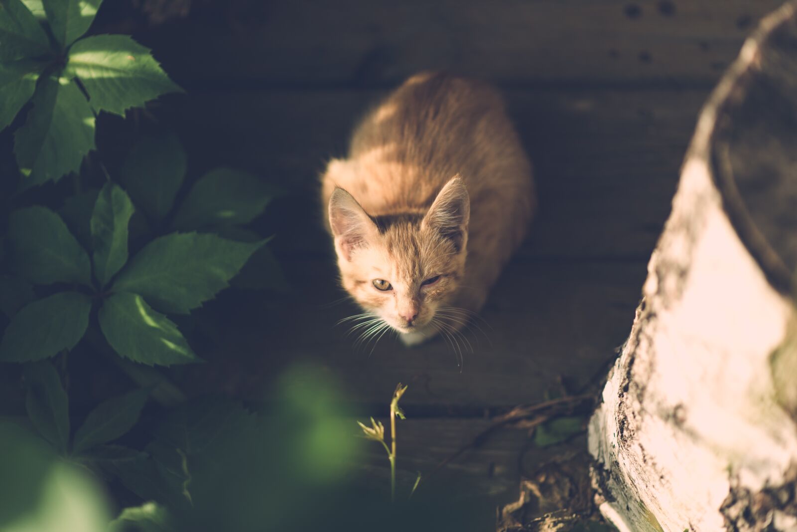 Nikon D600 sample photo. Cat, eye, injury photography