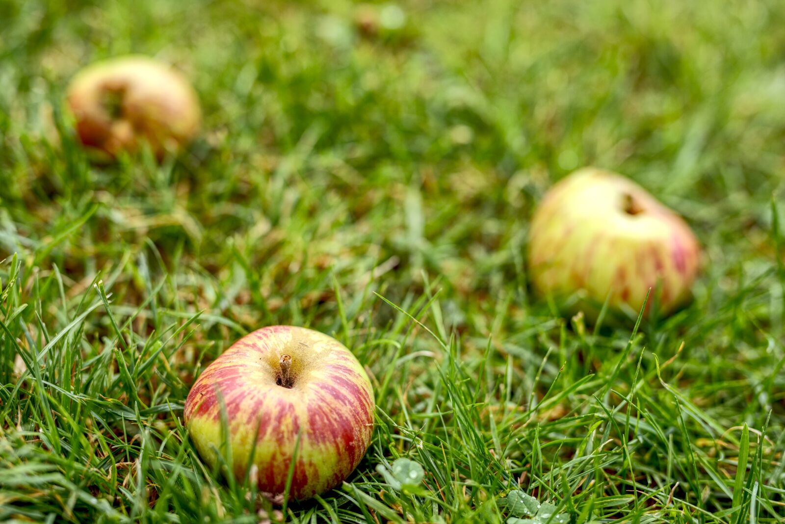Canon 50mm F1.4 DG HSM | Art 014 sample photo. Windfall, fruit, apple photography