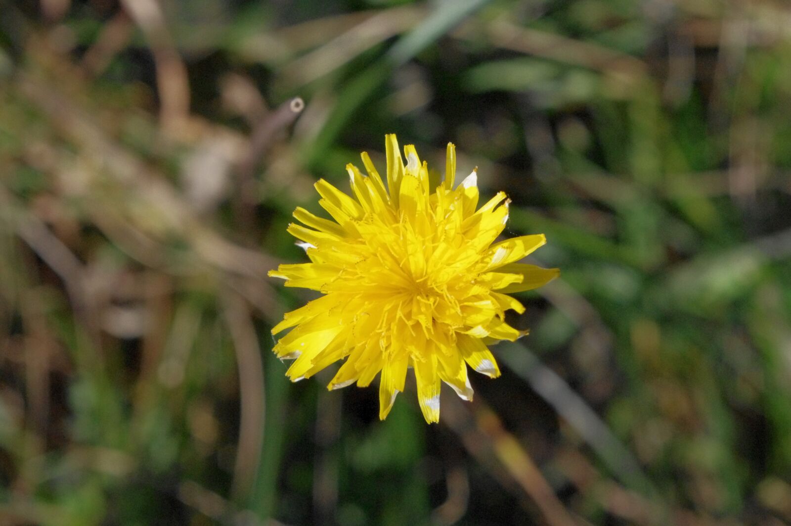 Pentax K-x sample photo. Yellow flower, mountain flowers photography