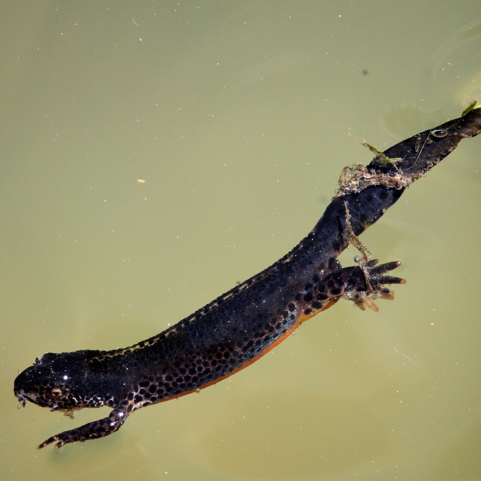 Canon EOS 550D (EOS Rebel T2i / EOS Kiss X4) sample photo. Alpine newt, salamander, amphibian photography