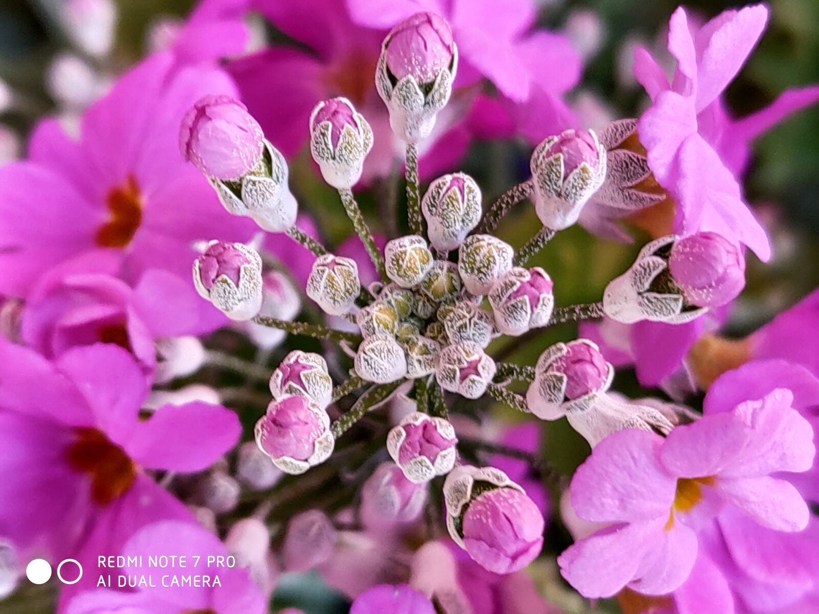 Xiaomi Redmi Note 7 Pro sample photo. Flower, buds, pink photography