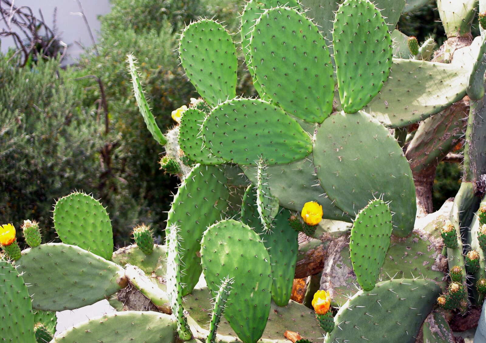 Pentax K200D sample photo. Cactus, snowshoes, yellow flowers photography