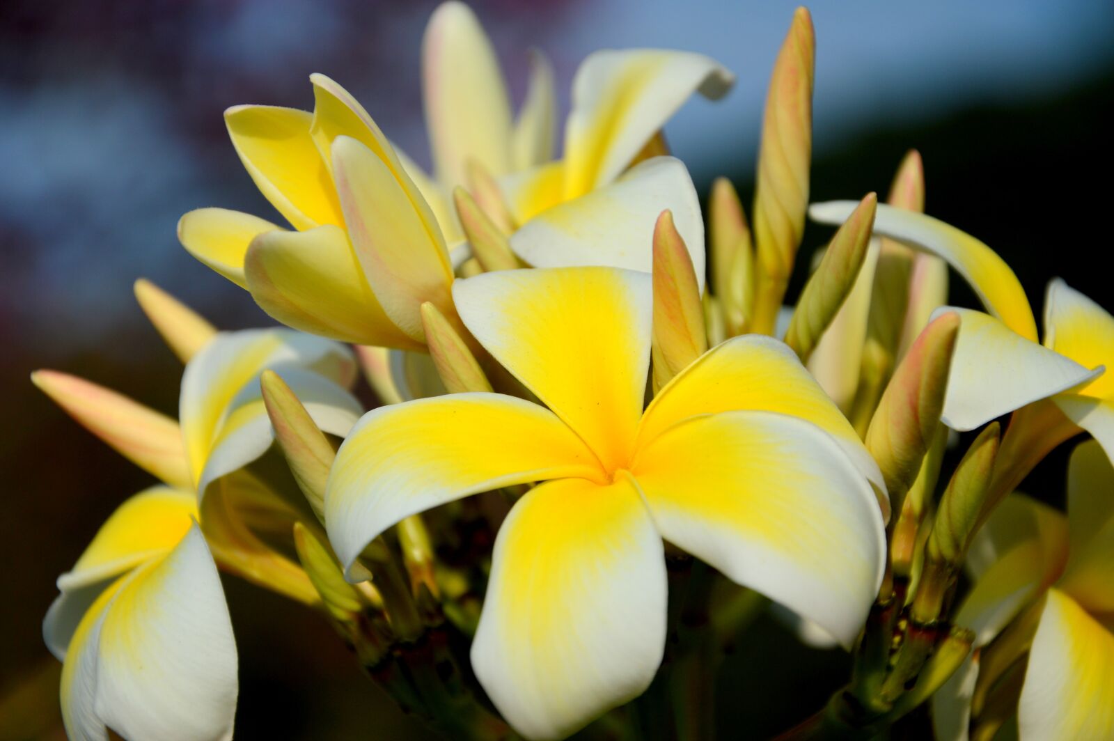 Nikon D3200 sample photo. Beautiful, beautiful flowers, bed photography
