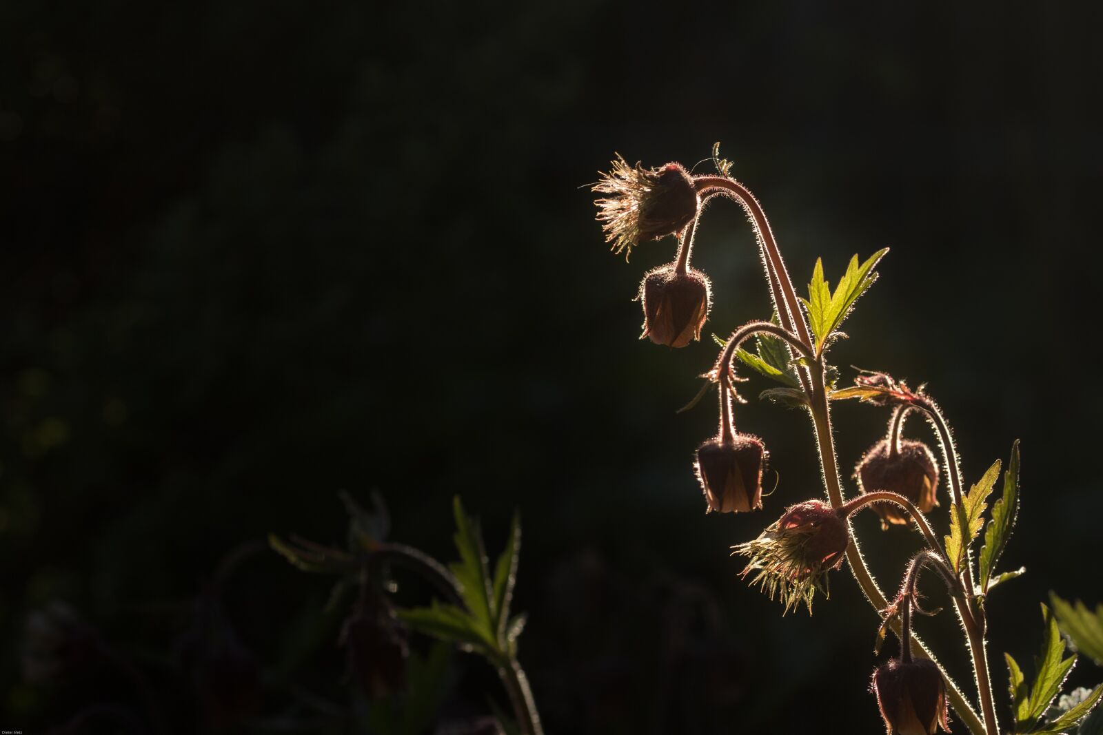 Canon EOS 7D Mark II sample photo. Bach avens, blood, wild photography