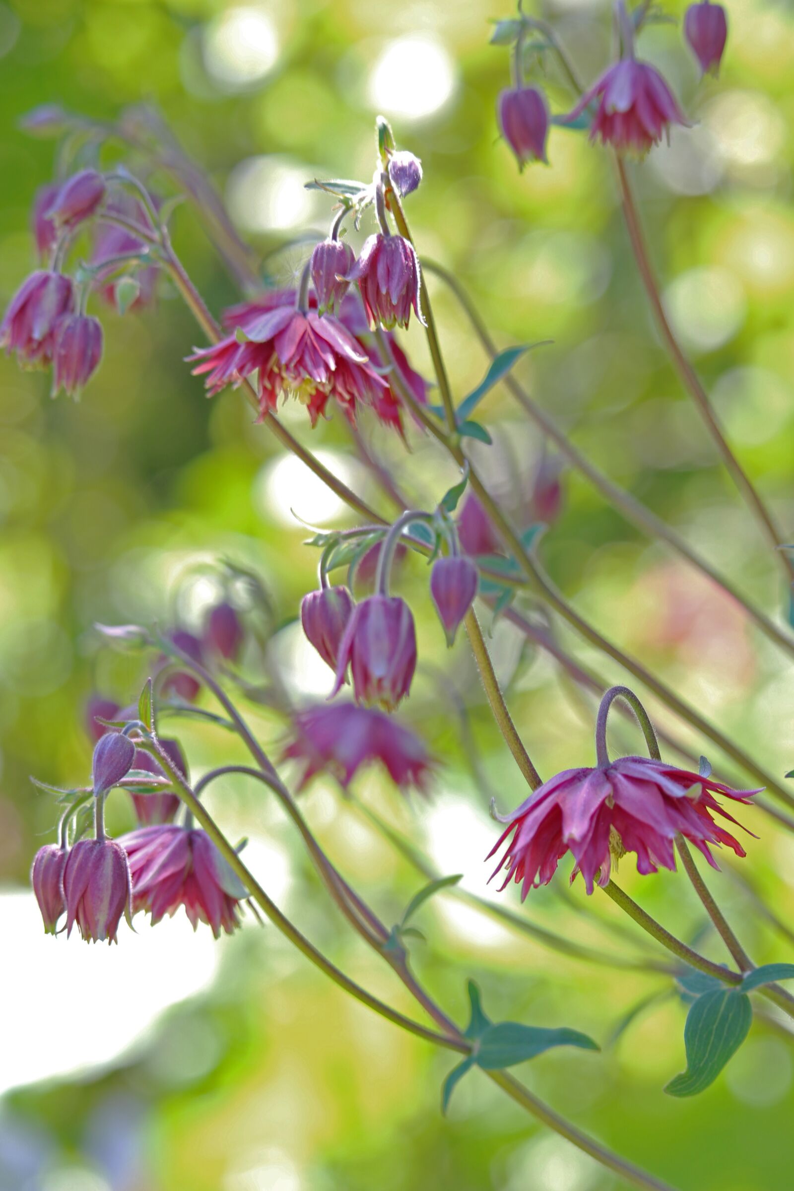 Canon EOS 700D (EOS Rebel T5i / EOS Kiss X7i) sample photo. Columbine, garden plant, flowers photography