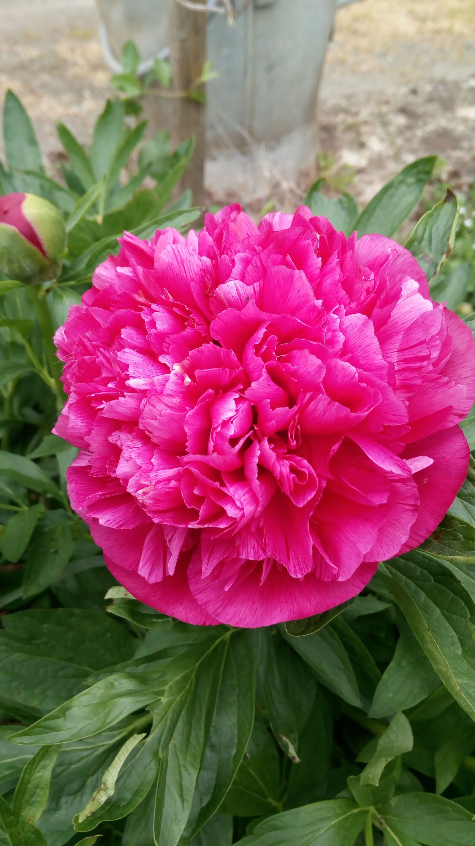 HUAWEI MYA-L11 sample photo. Flowers, peonies, nature photography