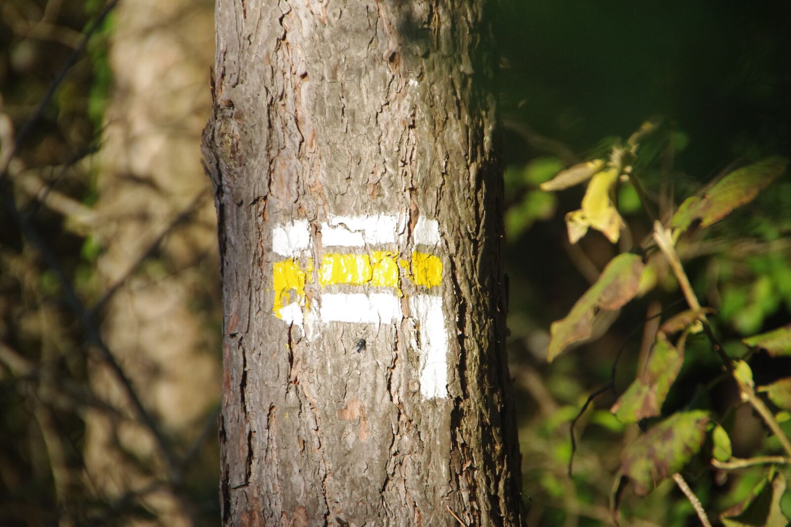 Pentax K-x sample photo. Tree, wood, nature photography