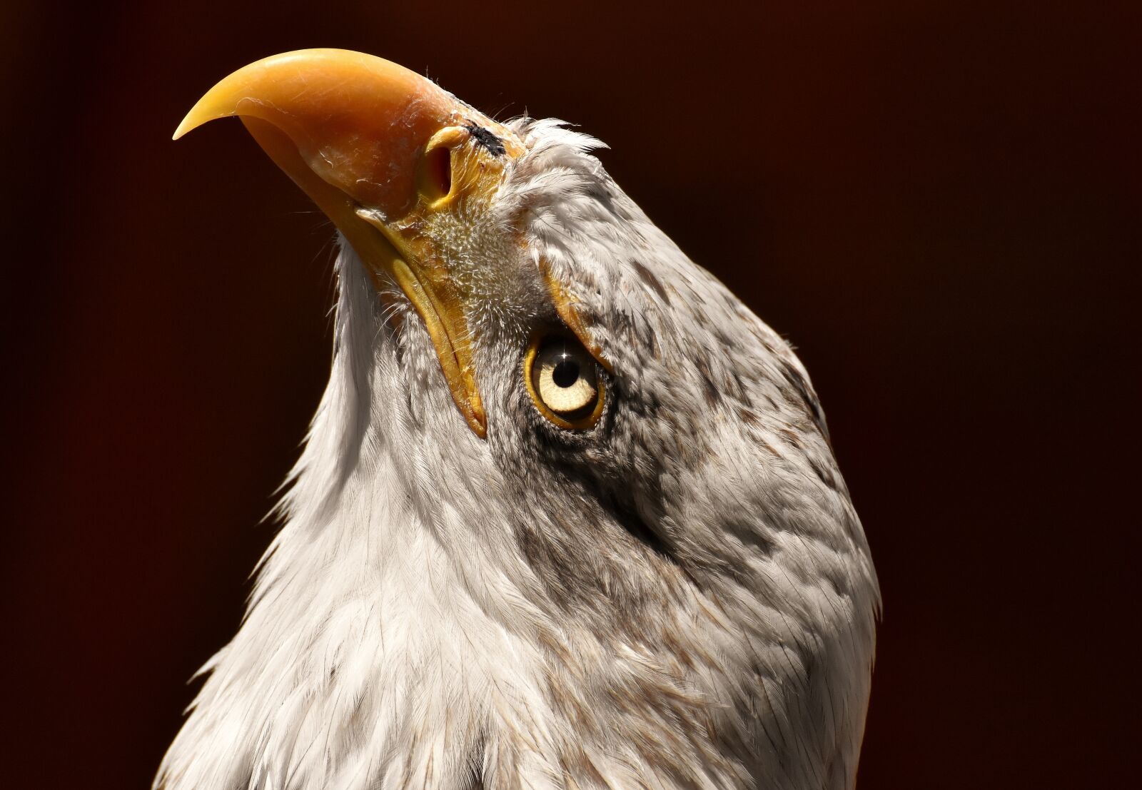 Nikon D7200 sample photo. Adler, bald eagle, bird photography