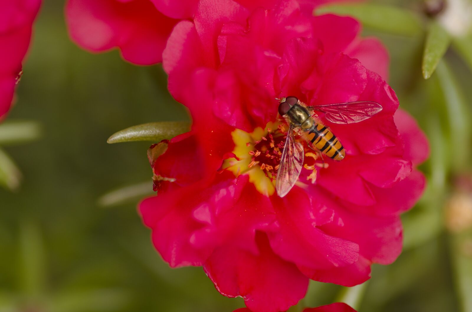 Pentax K-30 sample photo. Hoverfly, garden, flower photography