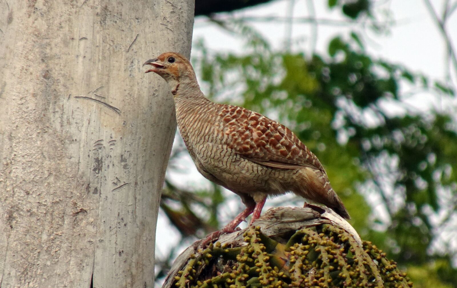 Sony DSC-WX800 sample photo. Bird, grey francolin, female photography