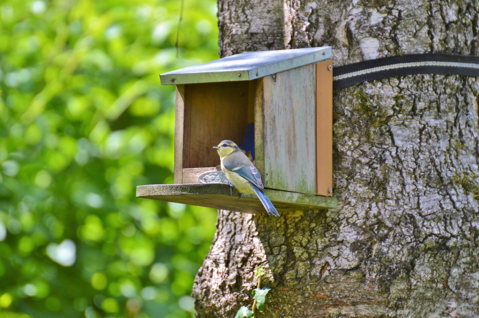 Nikon D3200 sample photo. Tit, blue tit, bird photography