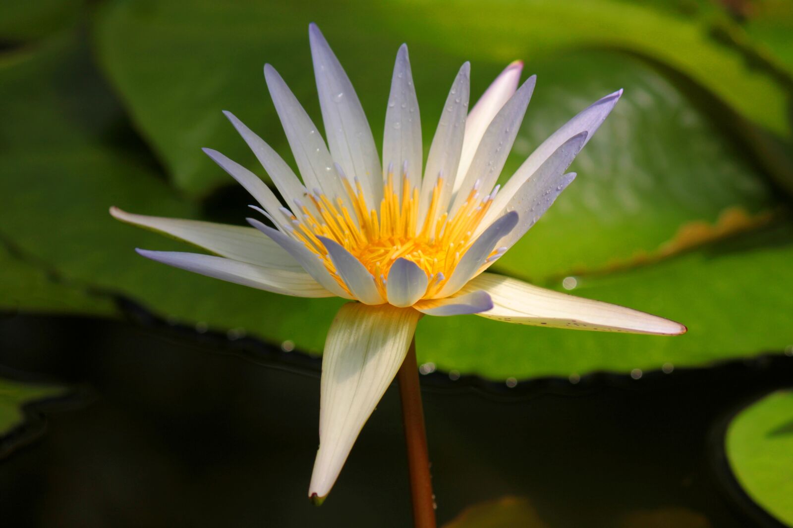 Canon EOS 500D (EOS Rebel T1i / EOS Kiss X3) sample photo. Nature, white, flower photography