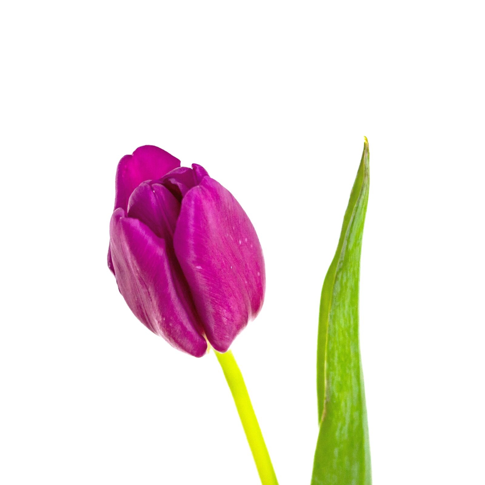 Canon EOS 600D (Rebel EOS T3i / EOS Kiss X5) sample photo. Tulip, nature, easter photography