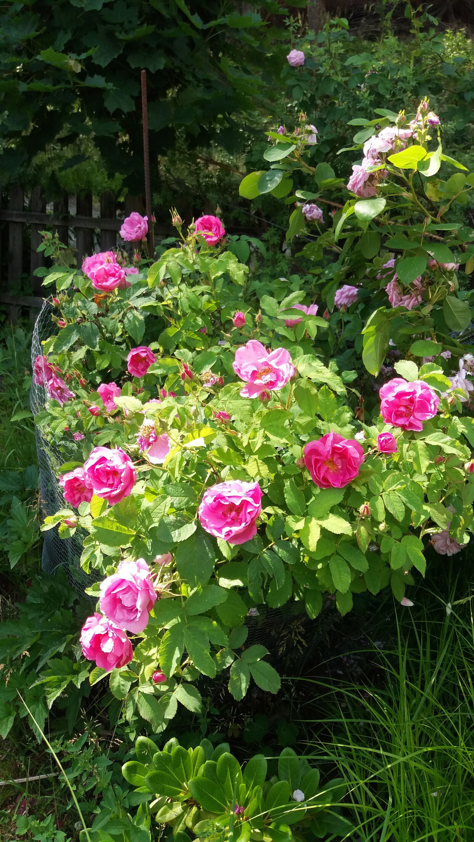 Samsung Galaxy J5 sample photo. Klätterros, red, summer photography