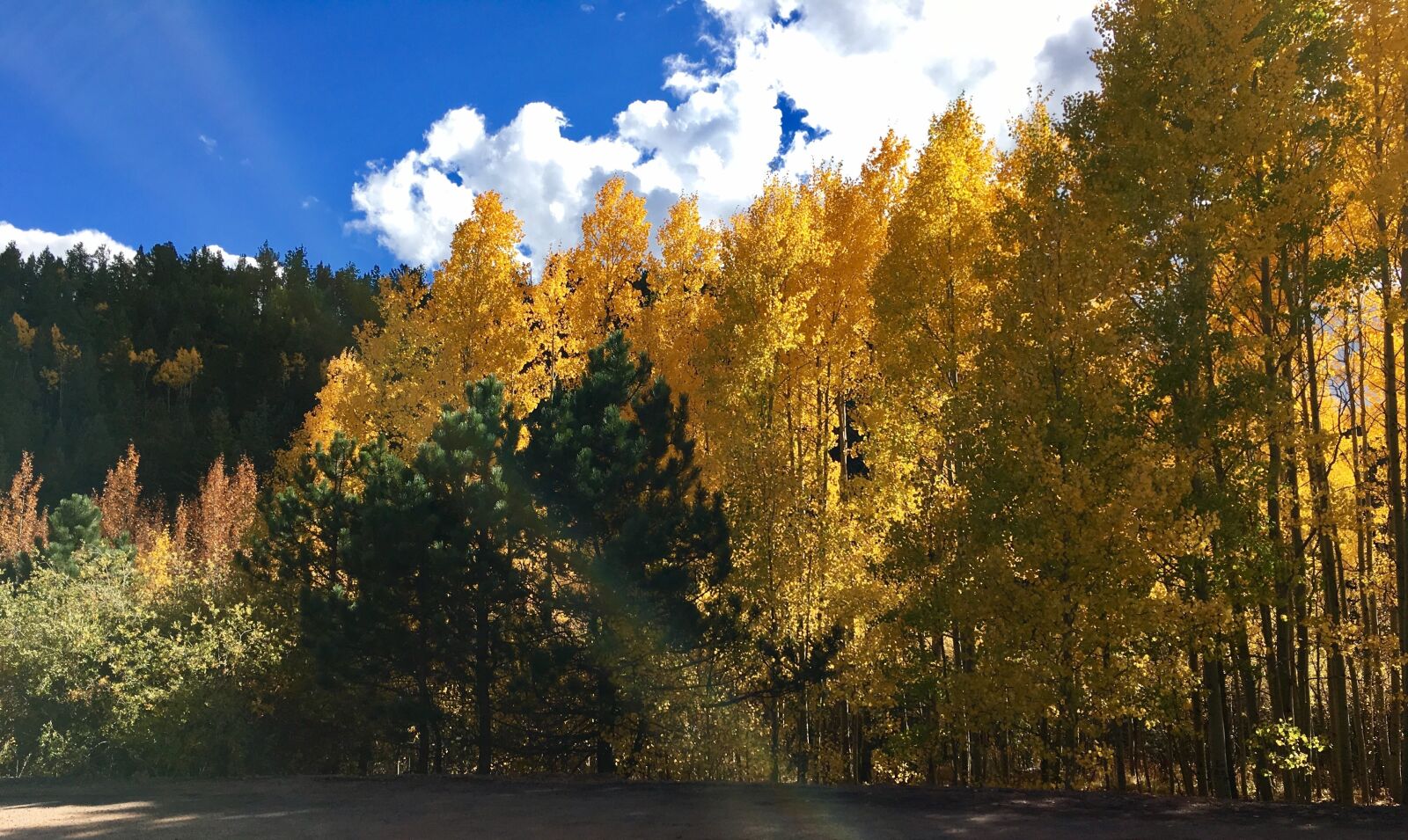 Apple iPhone 6s sample photo. Autumn, leaves, tree photography