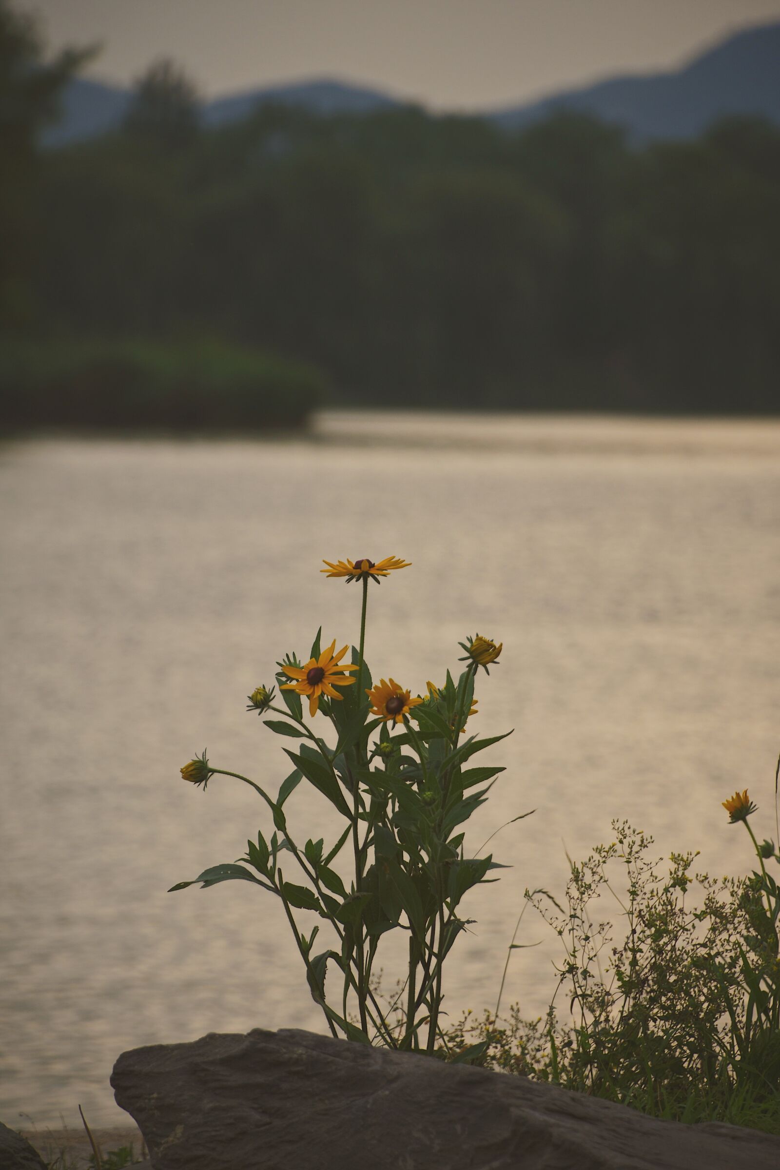 Nikon D7200 sample photo. Flower, in full bloom photography