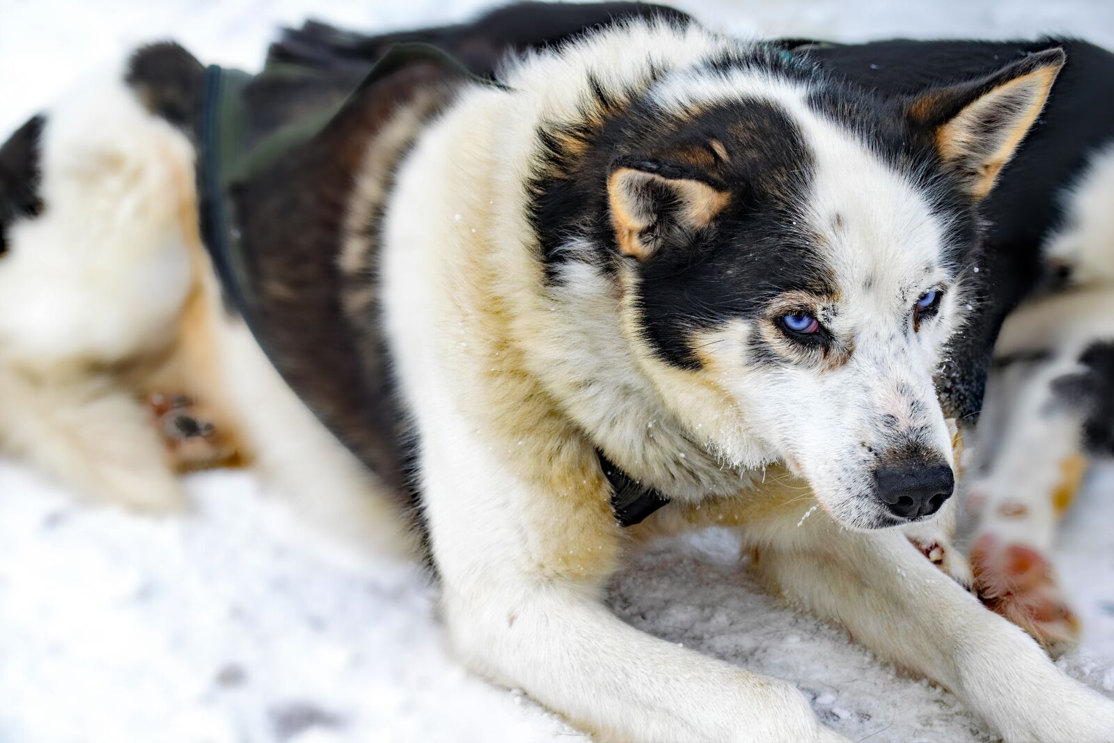 Nikon D5300 sample photo. Husky, lapland, dogs photography