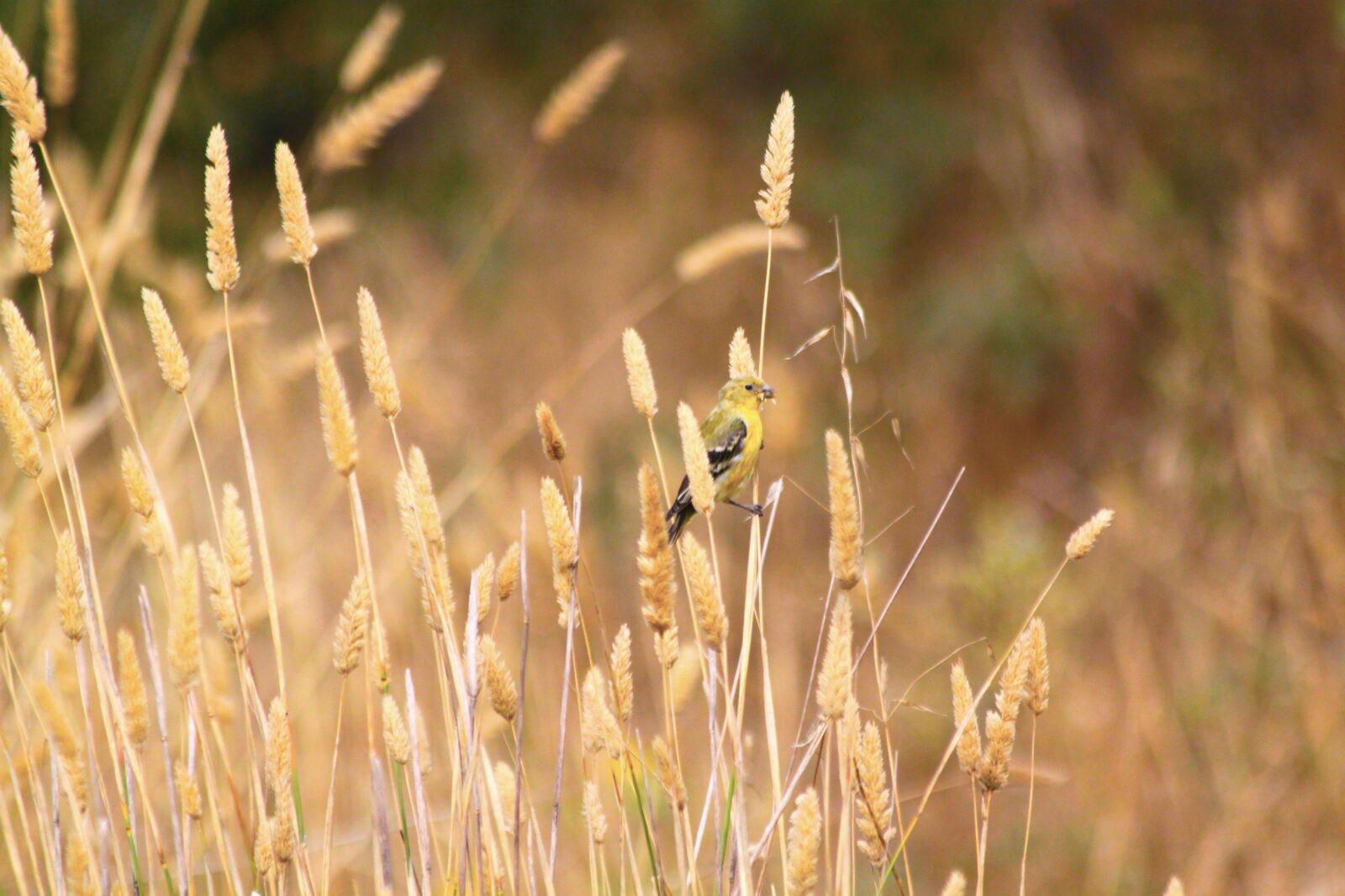 Canon EOS 500D (EOS Rebel T1i / EOS Kiss X3) sample photo. Nature, grass, growth photography
