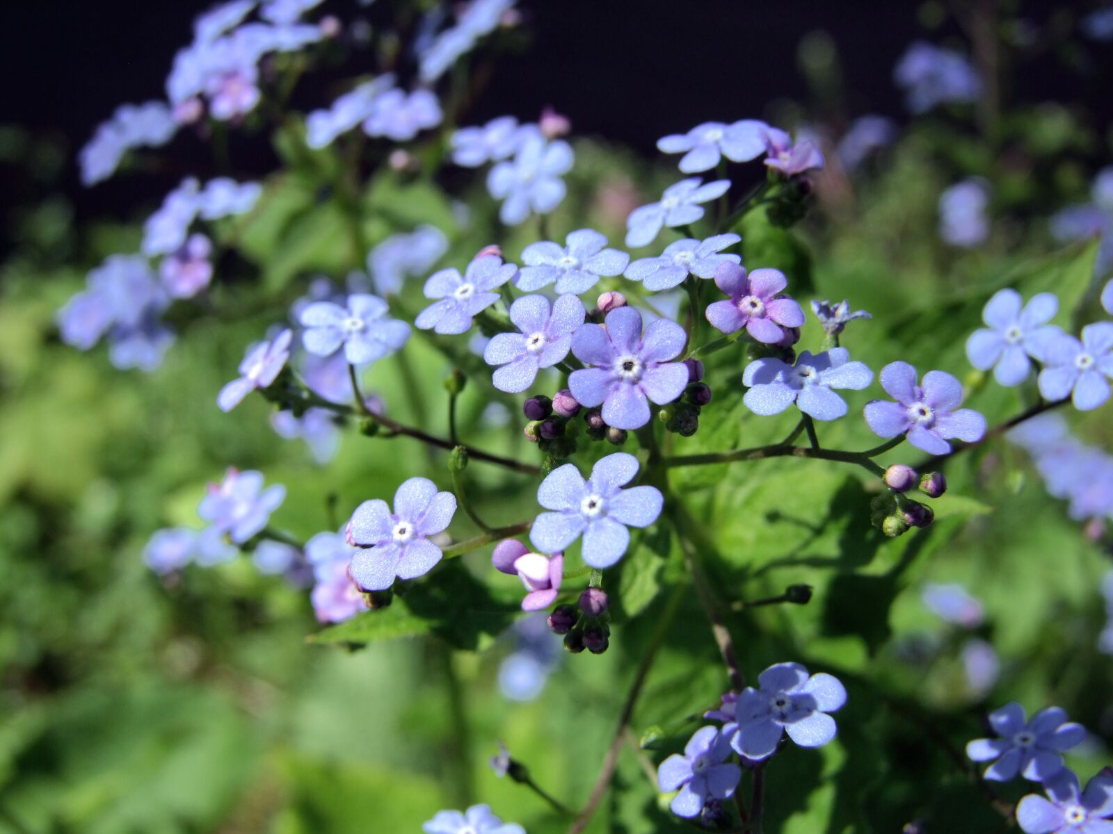 Fujifilm FinePix S100fs sample photo. Caucasian forget-me-nots, brunner of photography