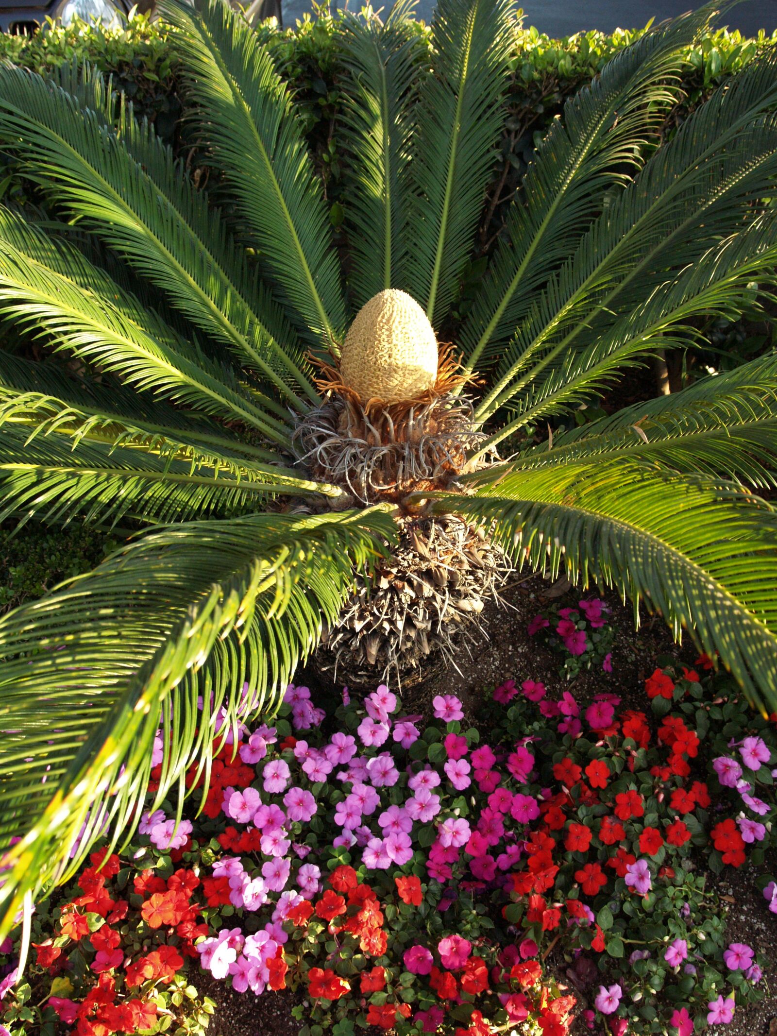Olympus E-500 (EVOLT E-500) sample photo. Palm, flower, colourful photography