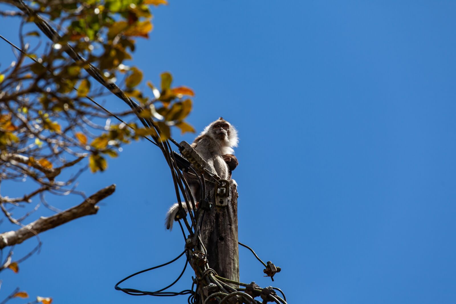 Canon EF 70-200mm F4L USM sample photo. Long tailed macaque, crab-eating photography