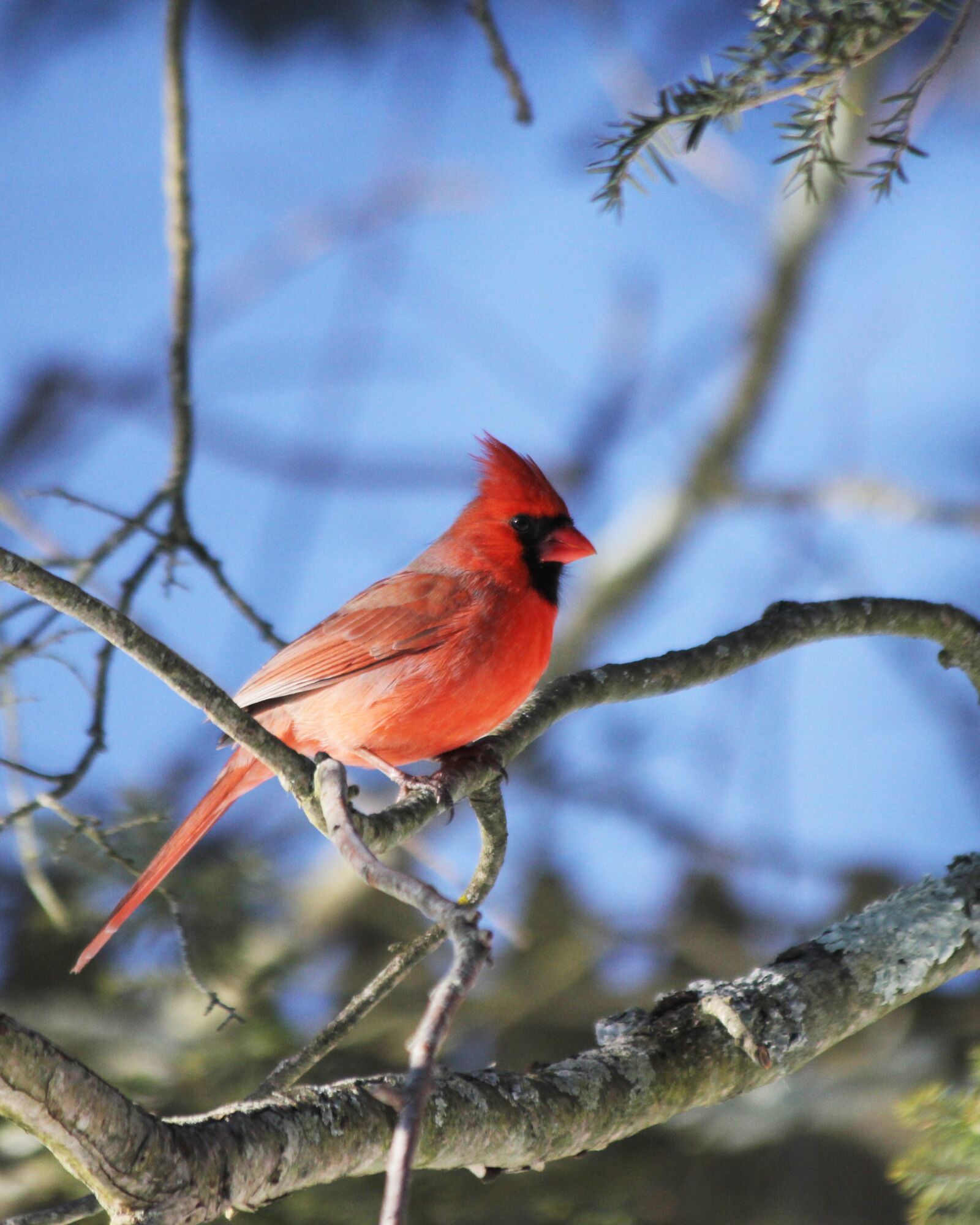 Canon EOS 60D + Canon EF 70-300mm F4-5.6 IS USM sample photo. Cardinal, branches, bird photography