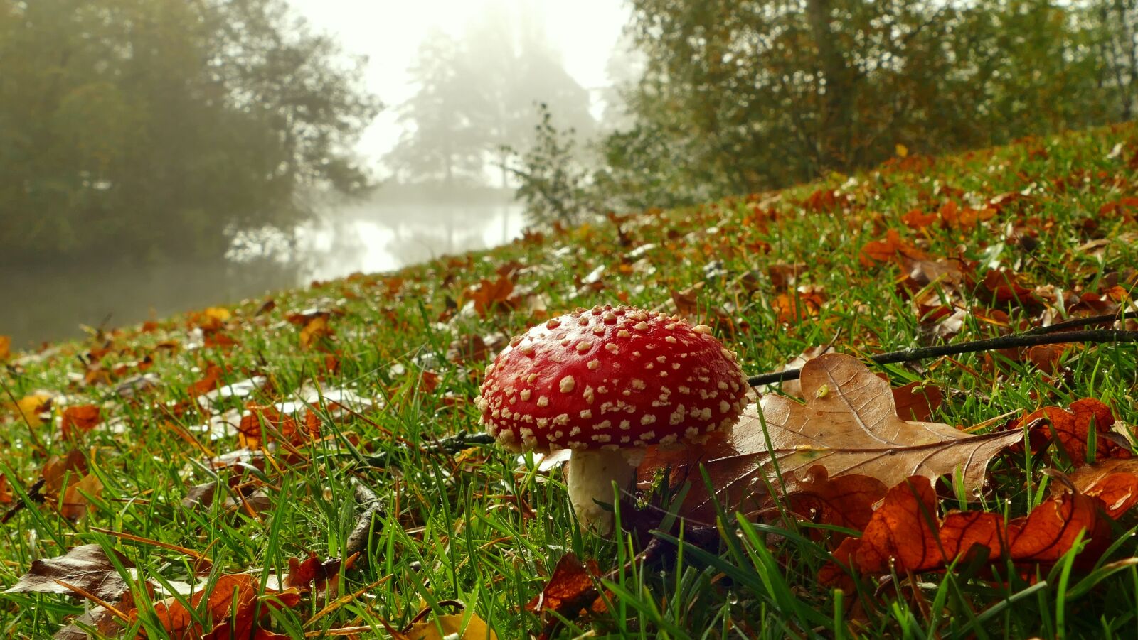 Panasonic Lumix DMC-FZ1000 sample photo. Mushroom, red, fly agaric photography
