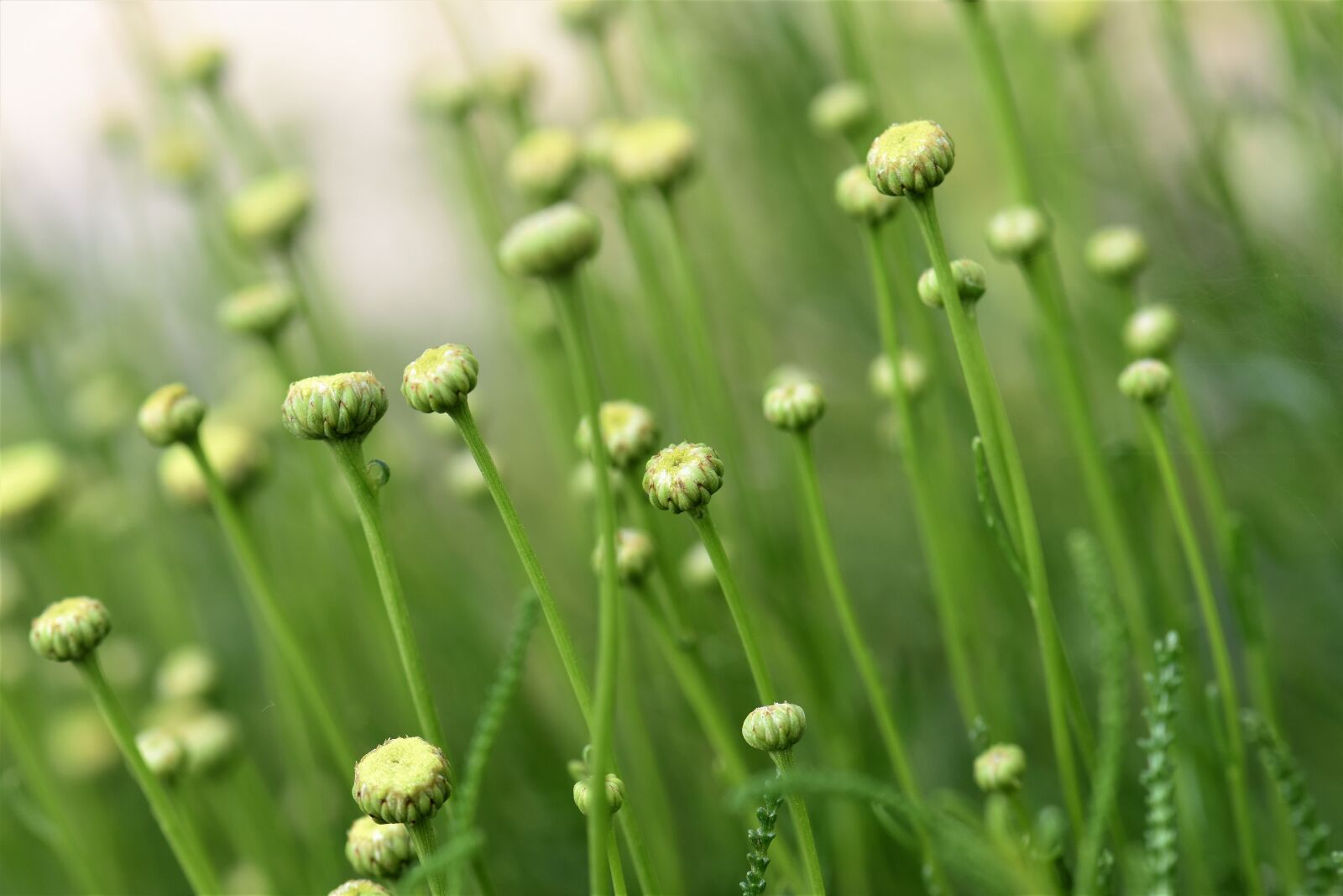 Nikon D5500 sample photo. Olive herb, spice, herb photography