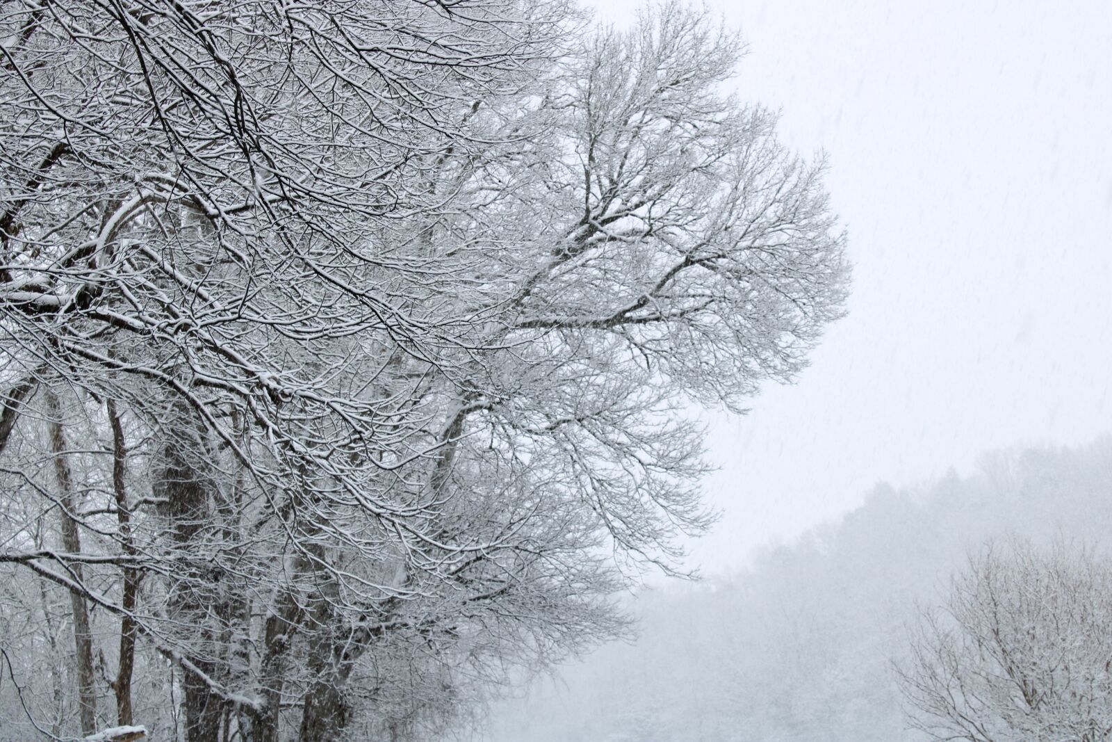 Canon EOS 2000D (EOS Rebel T7 / EOS Kiss X90 / EOS 1500D) sample photo. Winter, snow, trees photography
