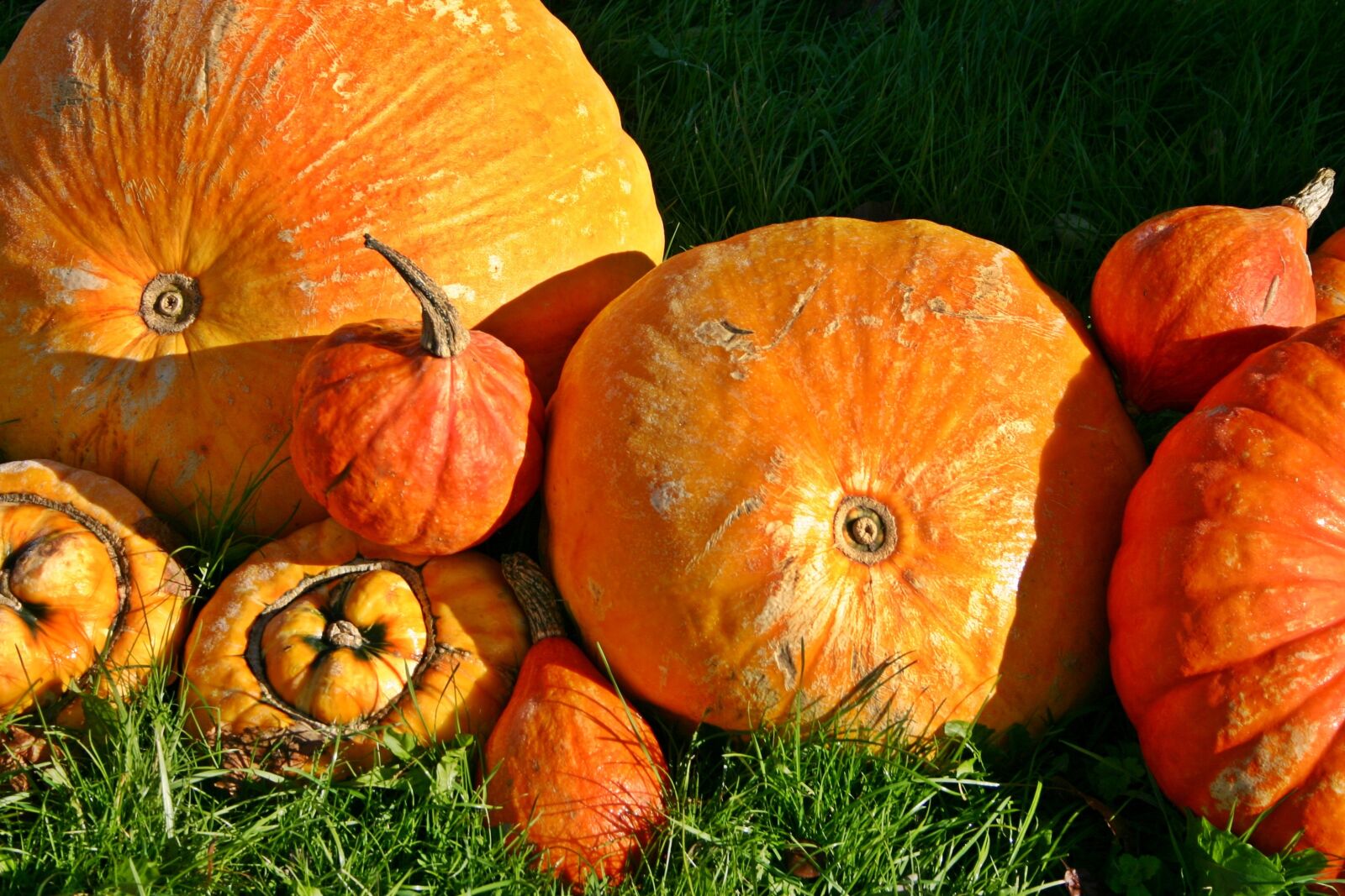 Canon EOS 300D (EOS Digital Rebel / EOS Kiss Digital) sample photo. Pumpkin, orange, autumn photography