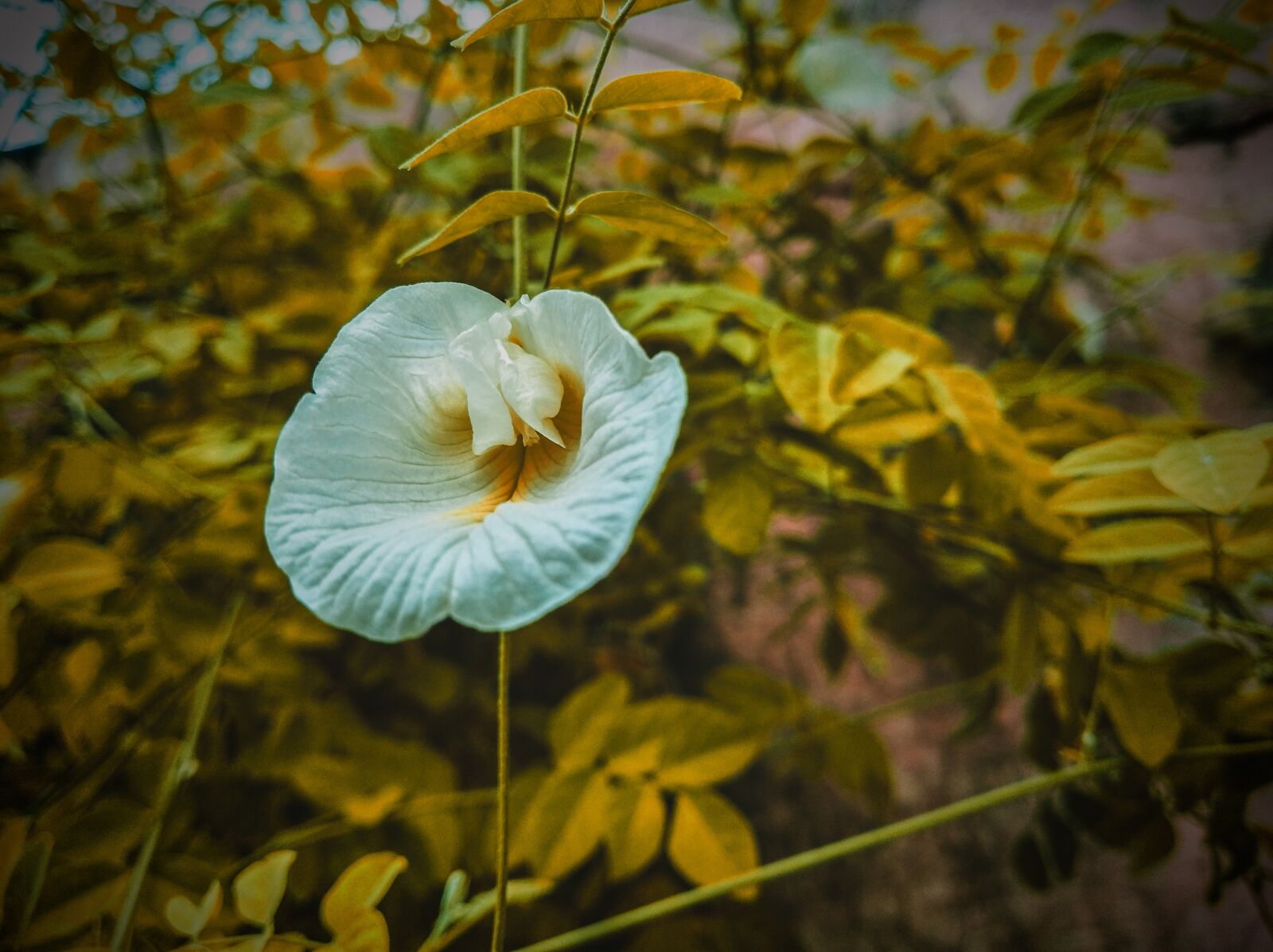 Xiaomi Redmi 7A sample photo. Flower, white flower, nature photography
