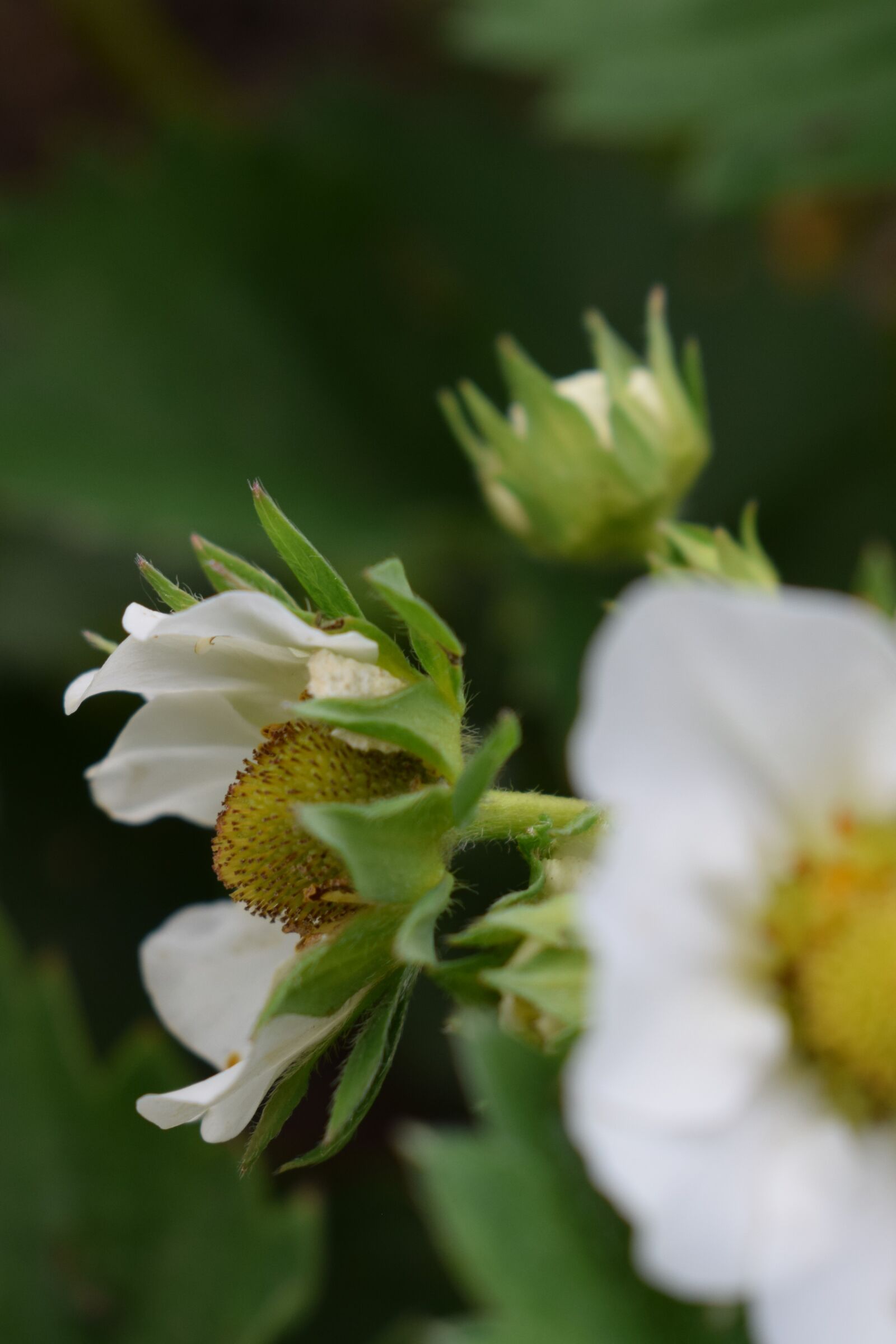 Nikon D3300 sample photo. Strawberry, flower, summer photography