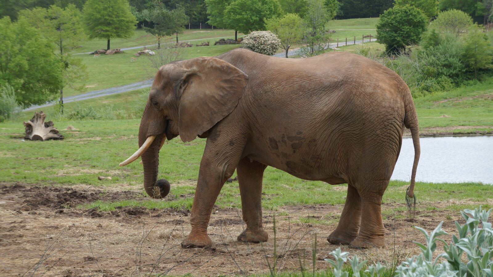 Sony Alpha a3000 + Sony E 18-55mm F3.5-5.6 OSS sample photo. Elephant, zoo, animal photography