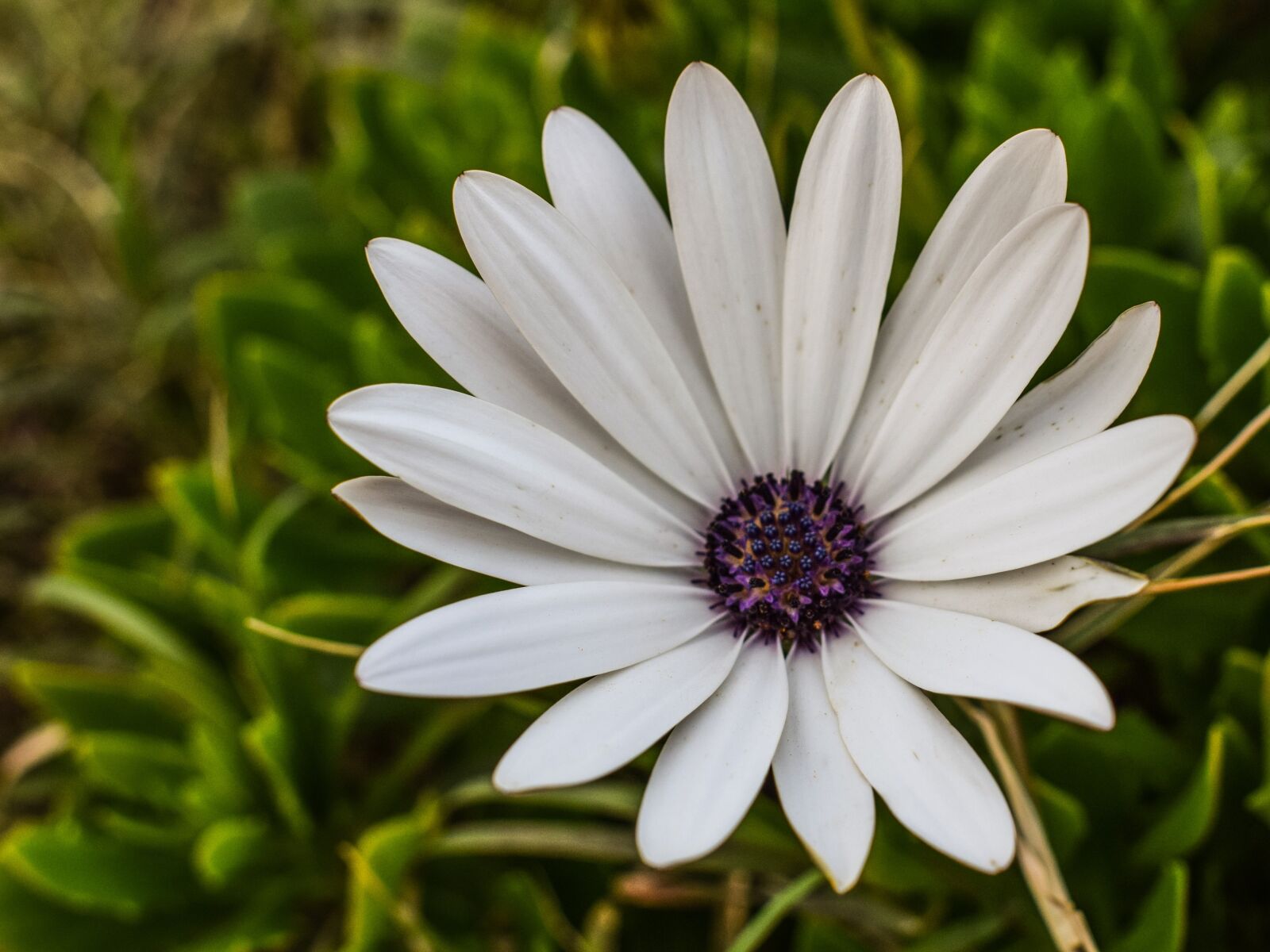 Nikon D3300 sample photo. Daisy, flower, white photography
