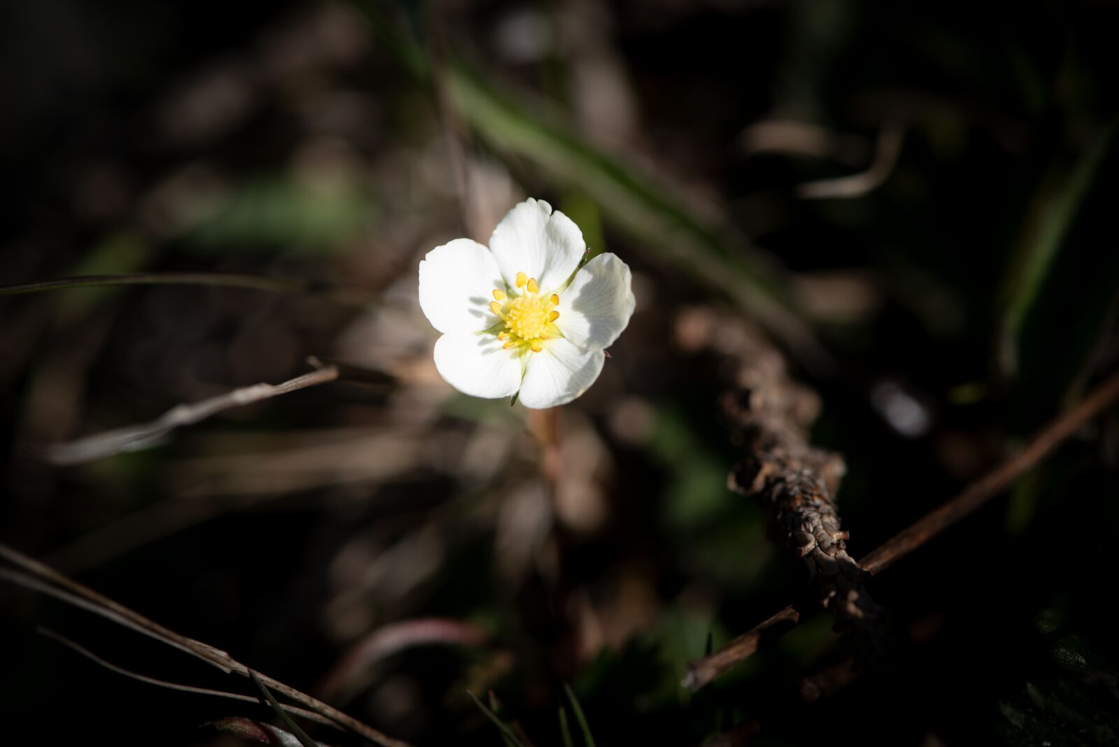 Nikon D750 sample photo. Strawberry flower, white, blossom photography