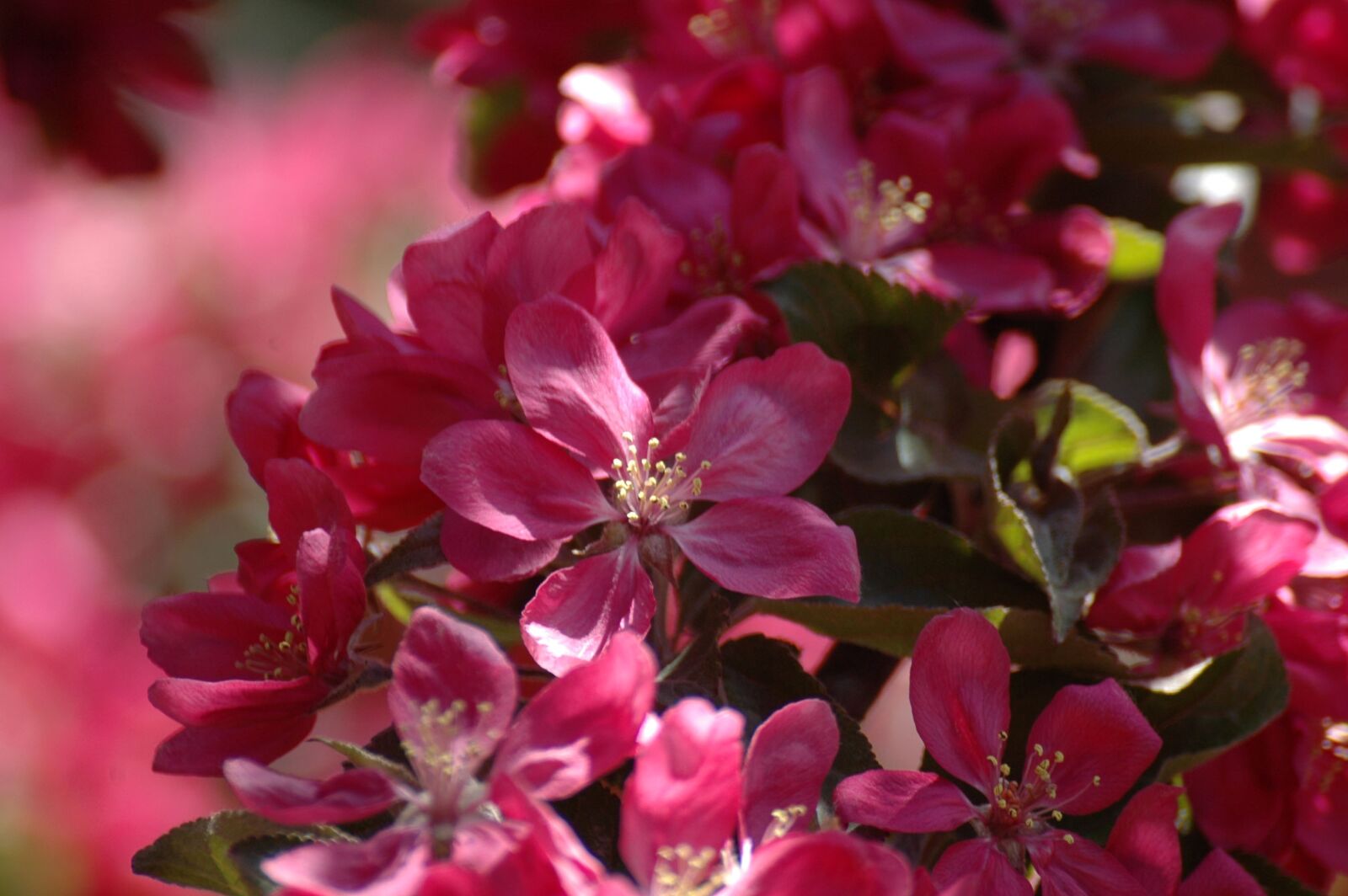 Nikon D70s sample photo. Apple tree flower, malus photography