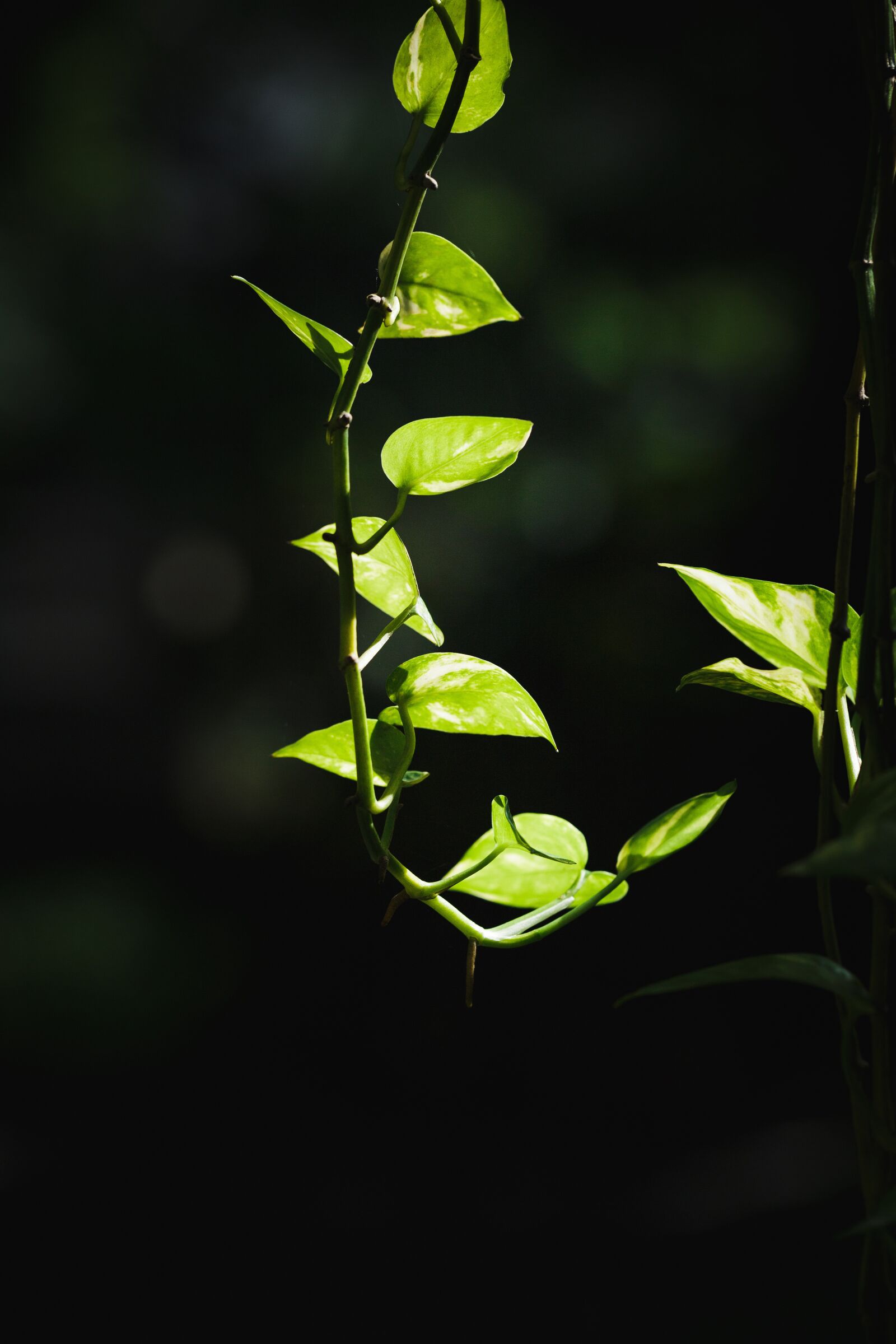 Canon EF 100mm F2.8L Macro IS USM sample photo. Vine, plant, macro photography