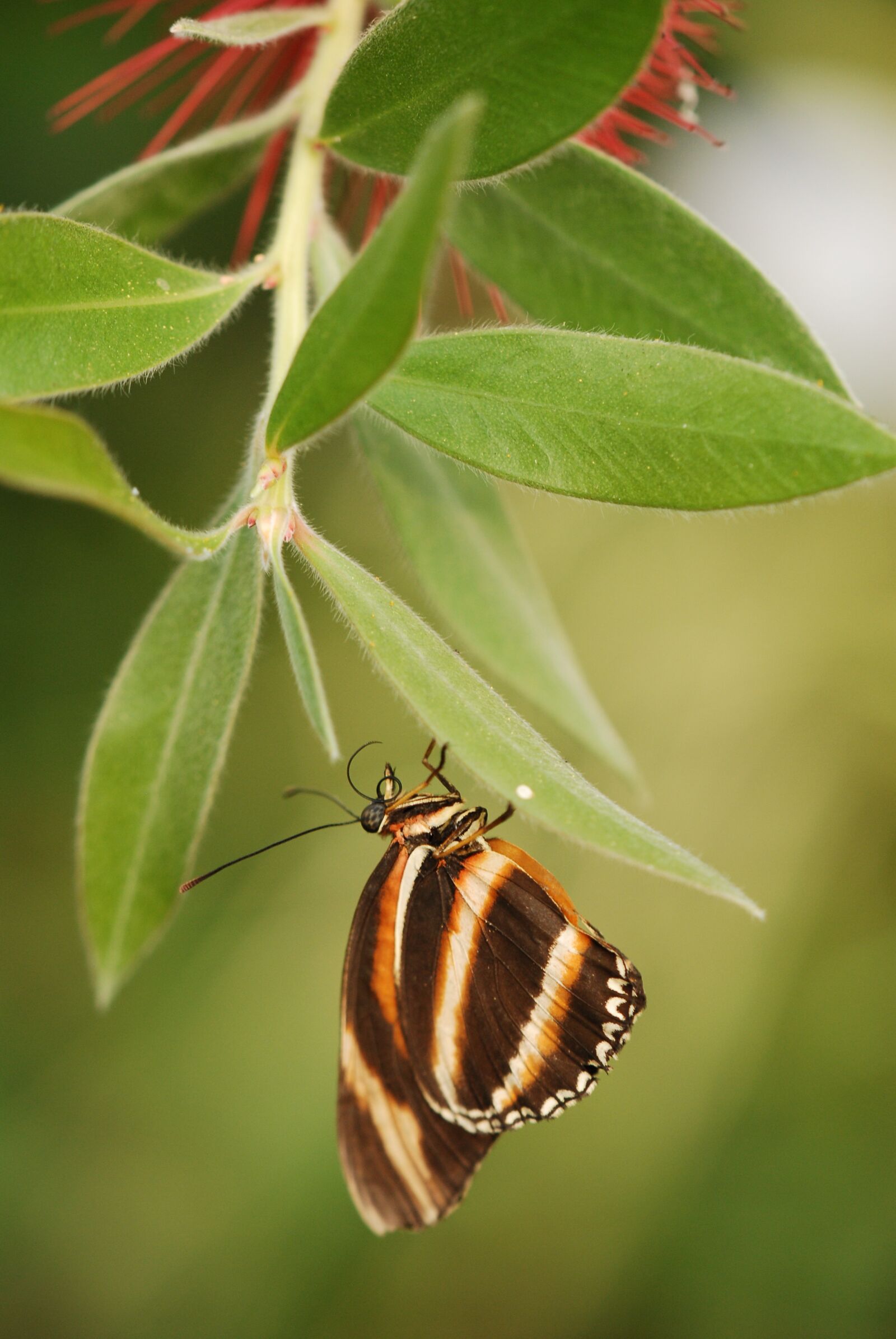 Nikon D200 sample photo. Butterfly, bug, colors photography