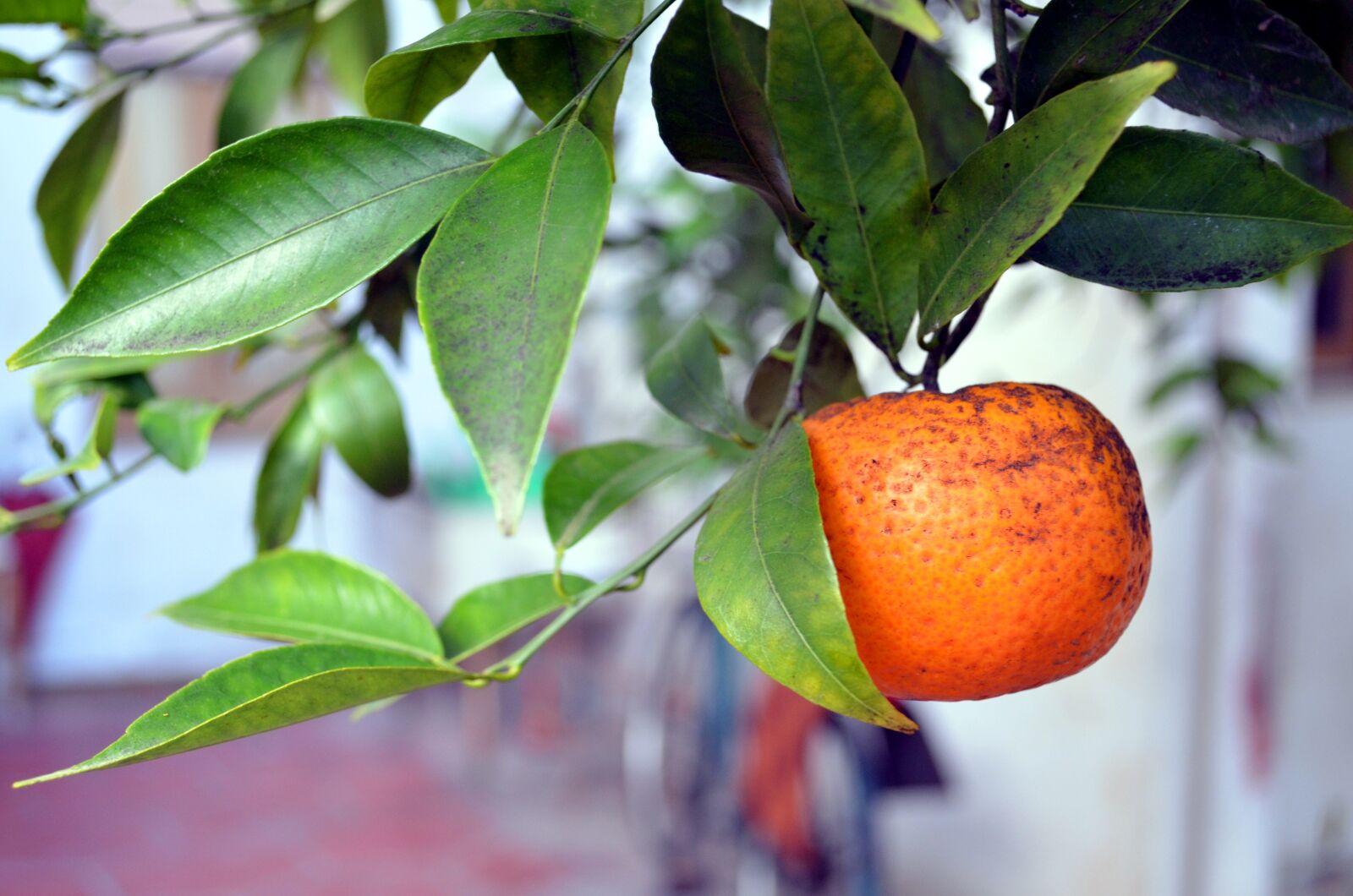 Nikon D5100 sample photo. Tangerine, fruit, garden photography