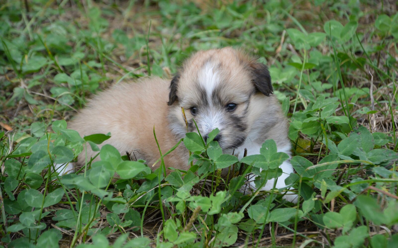 Nikon D5200 sample photo. Puppy, pup, puppies colour photography