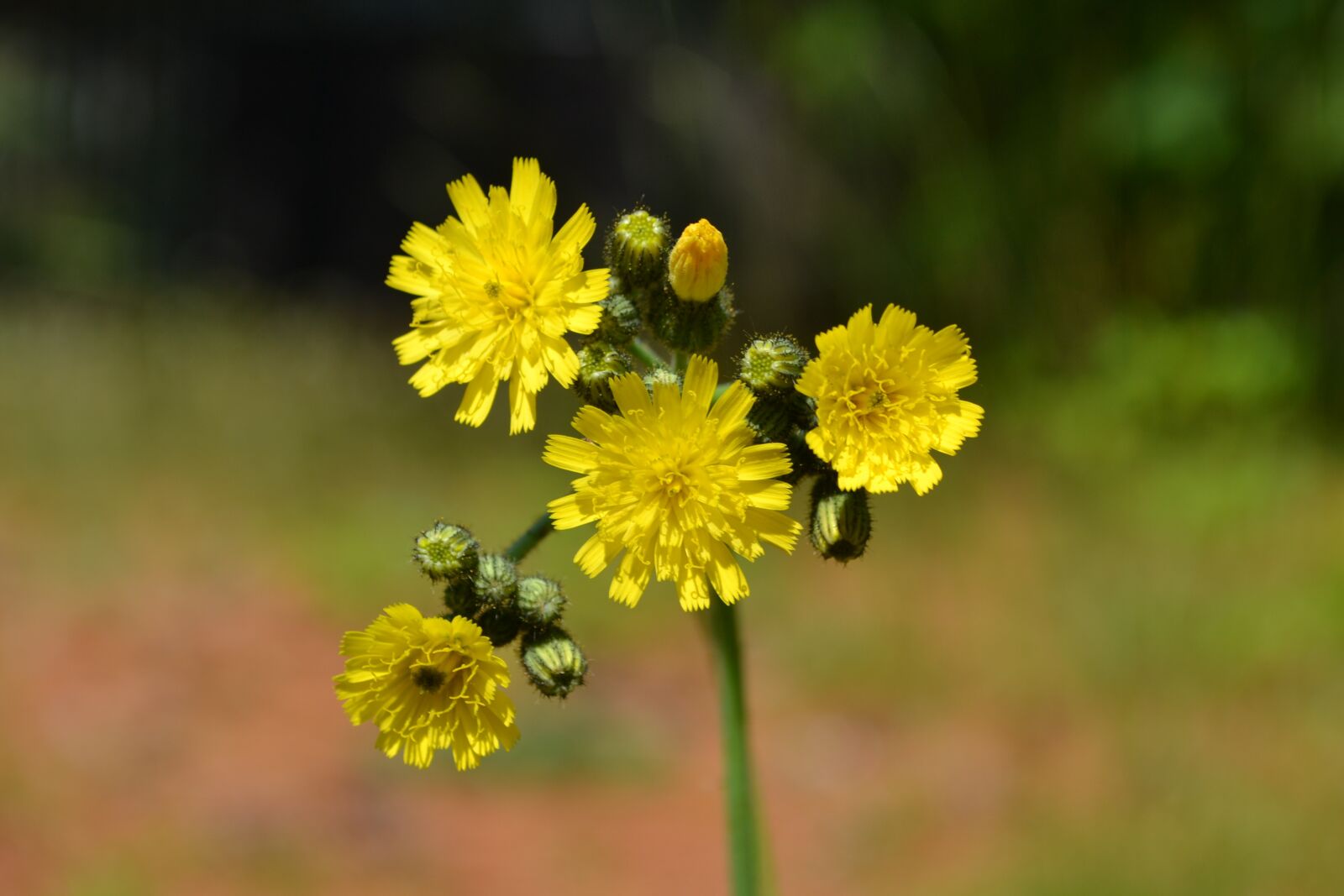 Nikon D3100 sample photo. Flower, yellow, summer photography