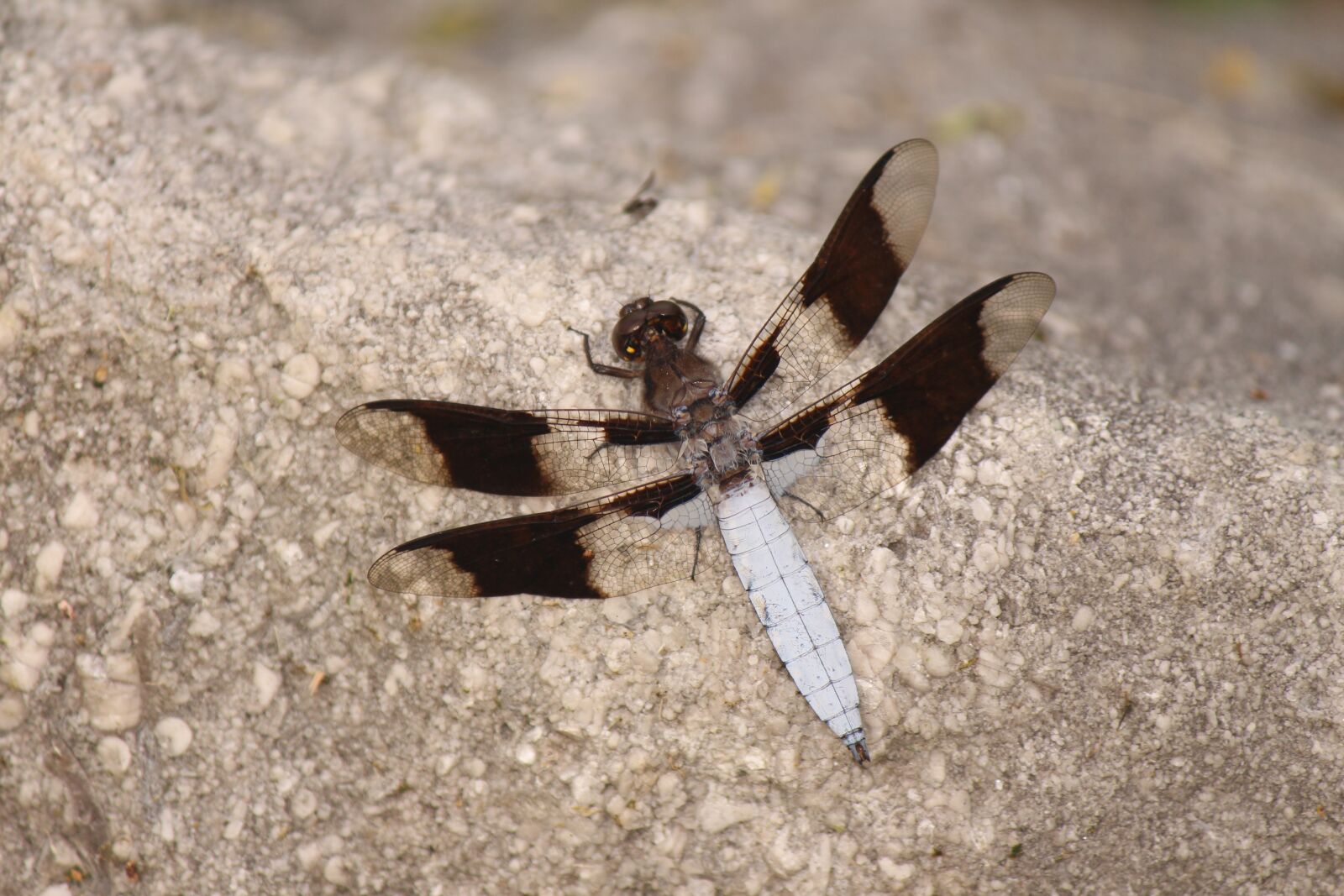 Canon EOS 700D (EOS Rebel T5i / EOS Kiss X7i) sample photo. Dragonfly, insect, nature photography