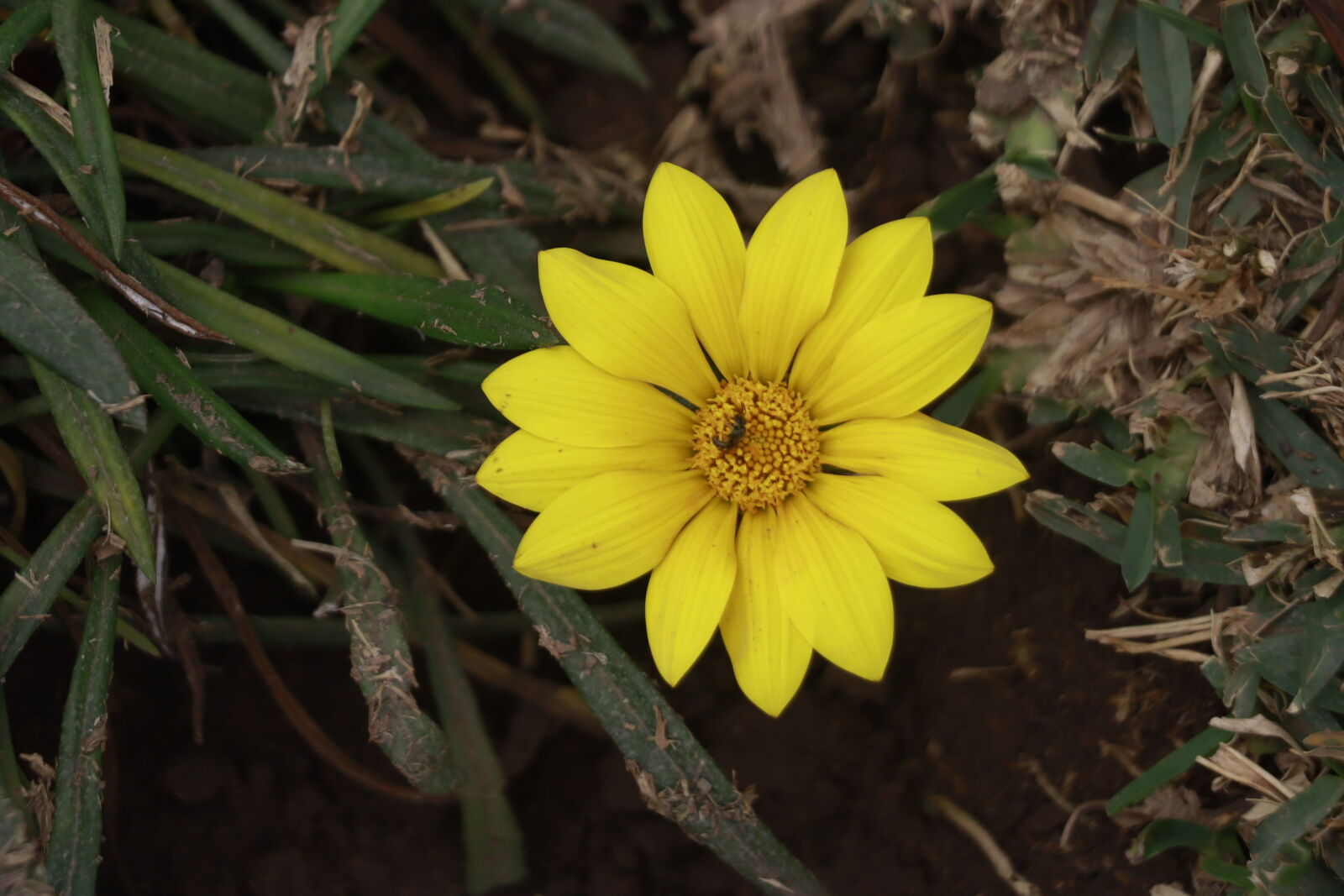 Canon EOS RP sample photo