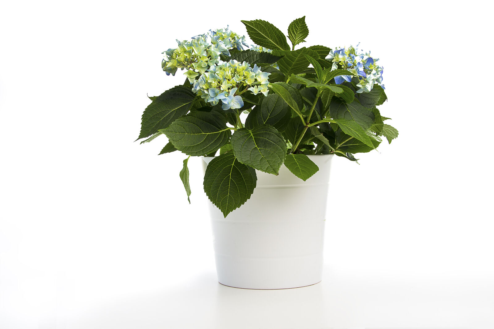 Canon EF-S 18-135mm F3.5-5.6 IS sample photo. Hydrangea, plant, still, life photography