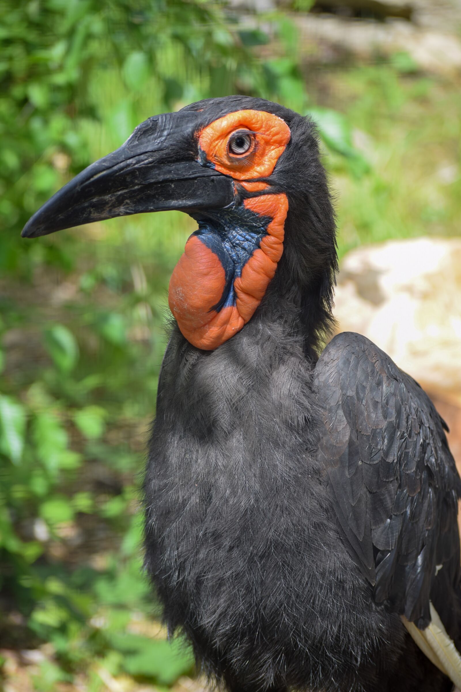 Nikon D3300 sample photo. Southern ground hornbill, hornbill photography